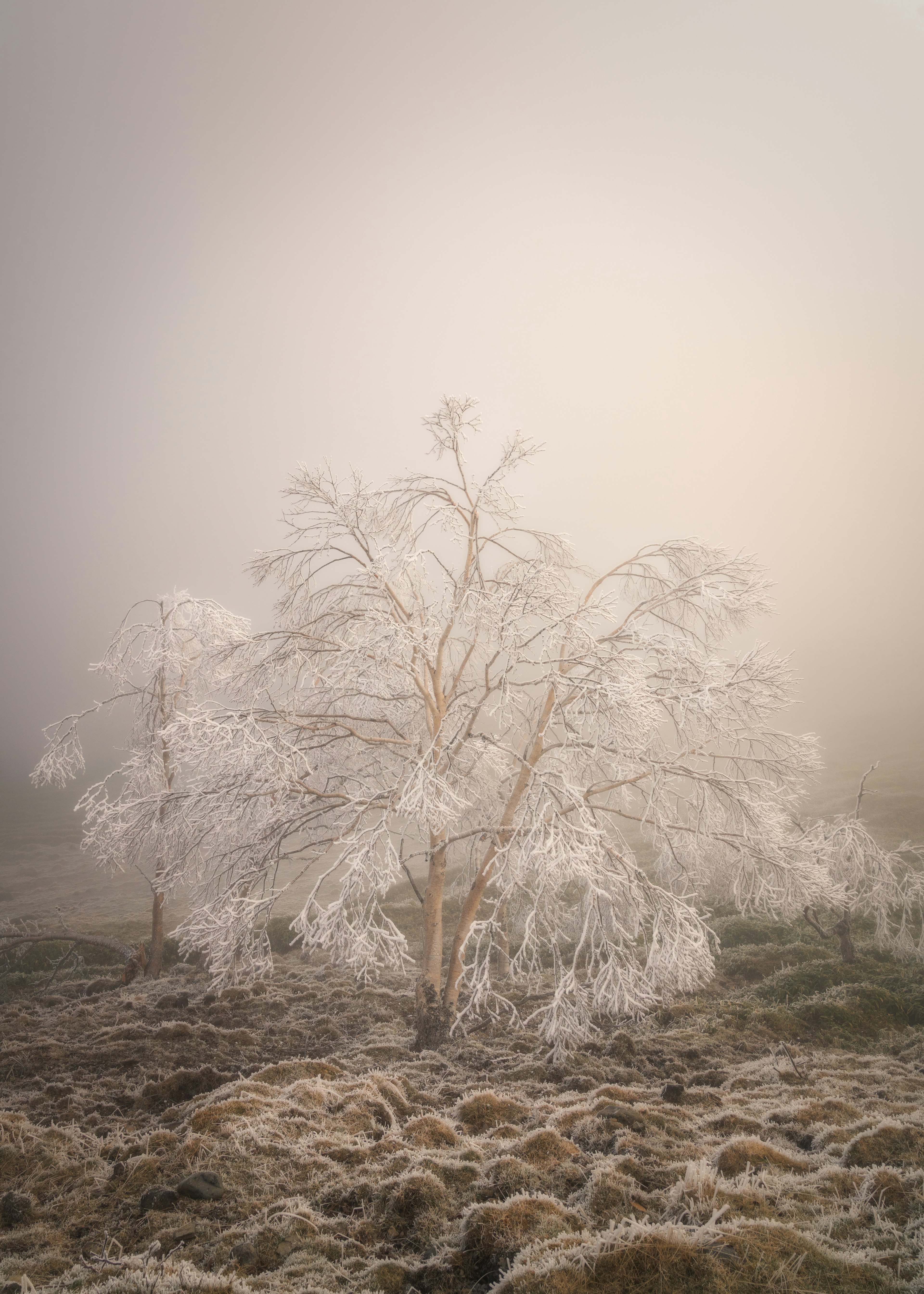 Eine schöne Landschaft mit einem weißen Baum im Nebel