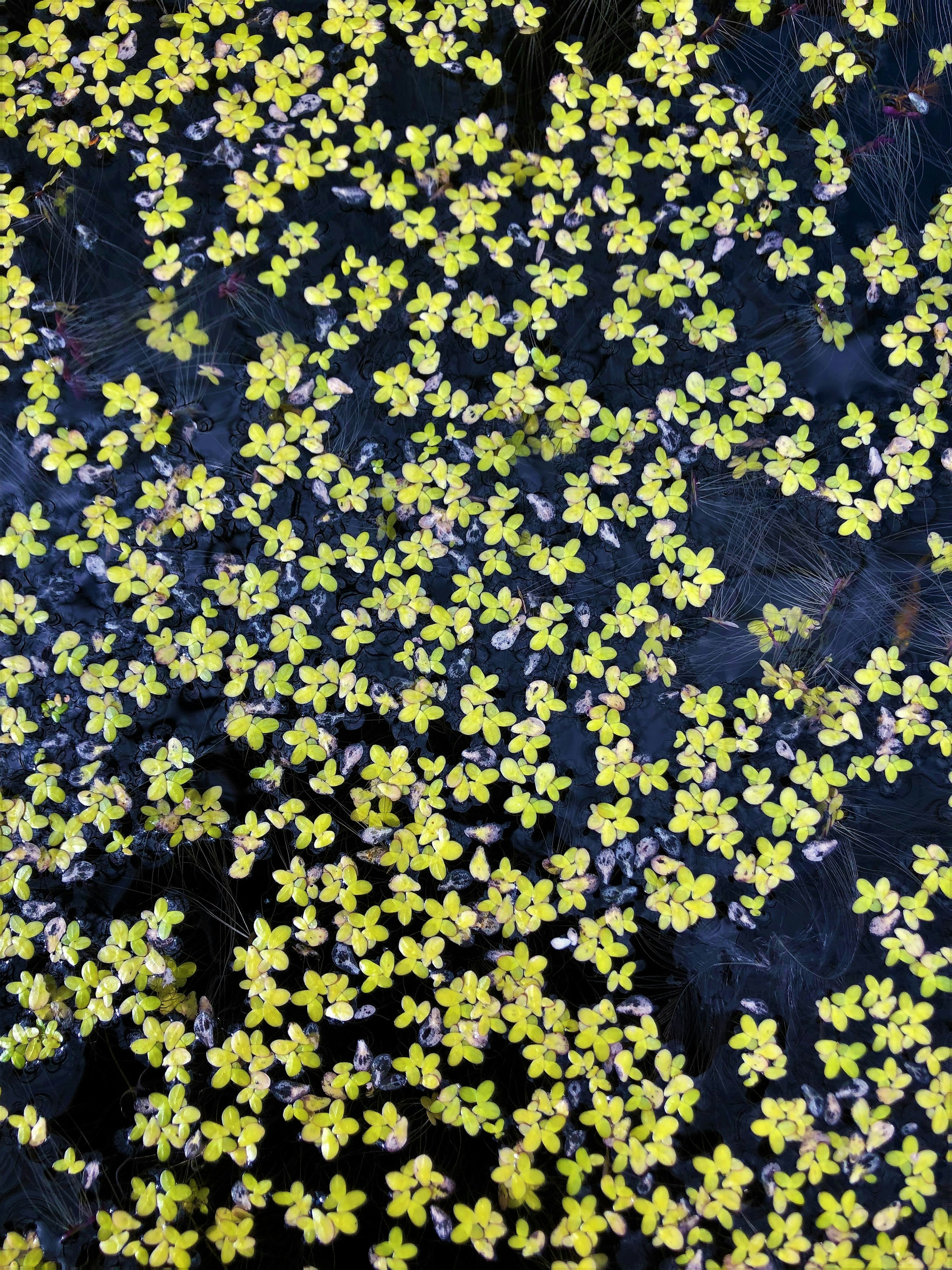 Ein Cluster aus kleinen gelben Blumen auf dunklem Hintergrund