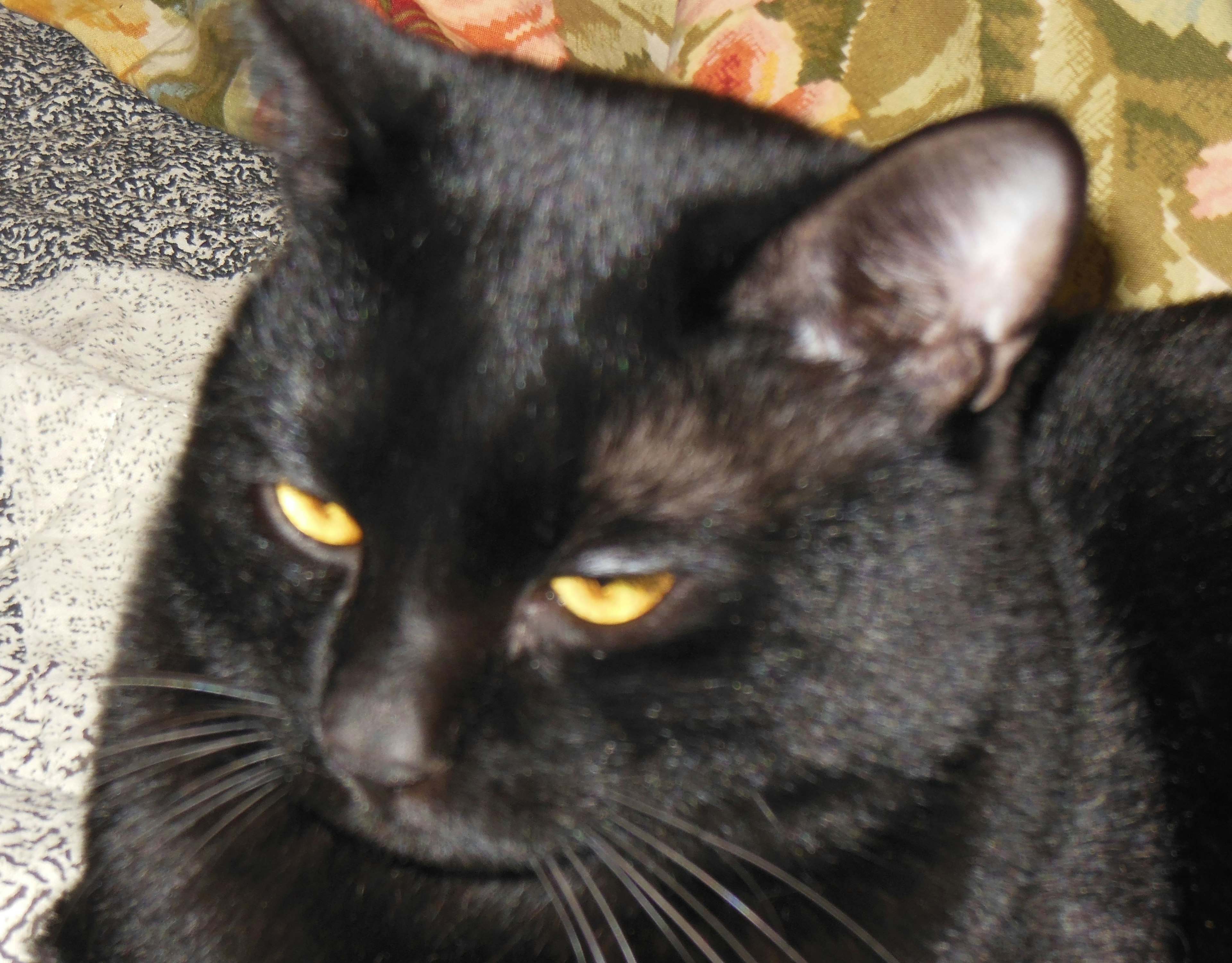 Close-up of a black cat with striking yellow eyes