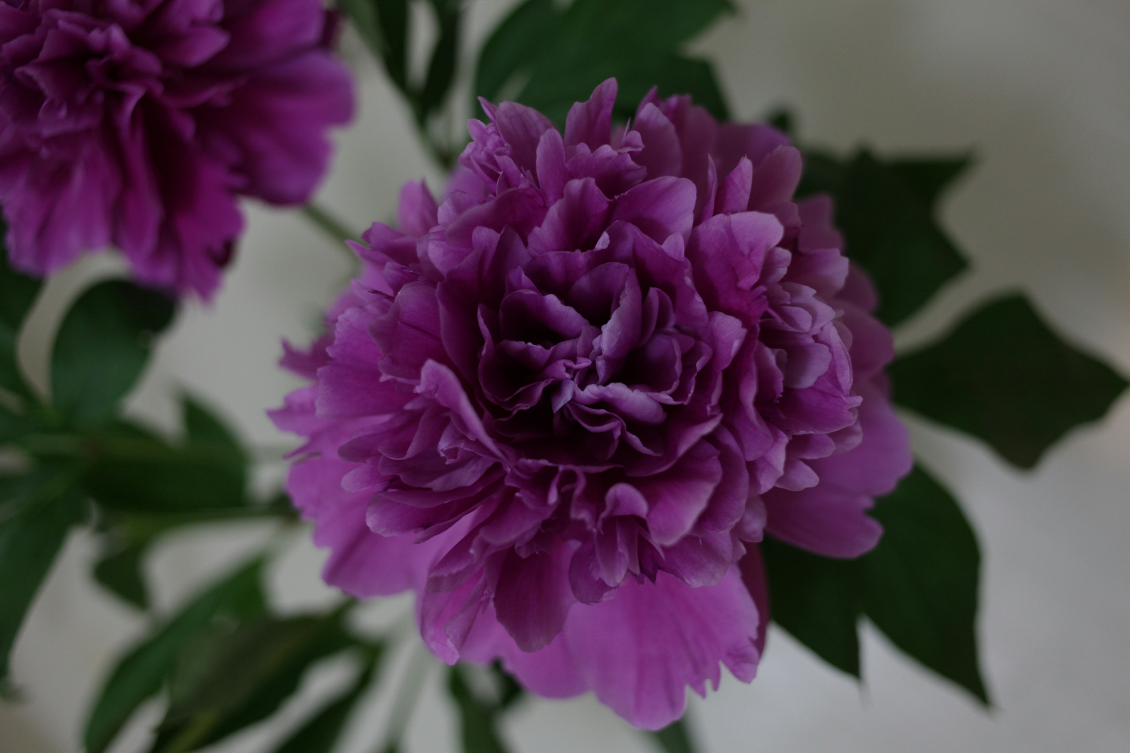 Une belle fleur violette en fleurs