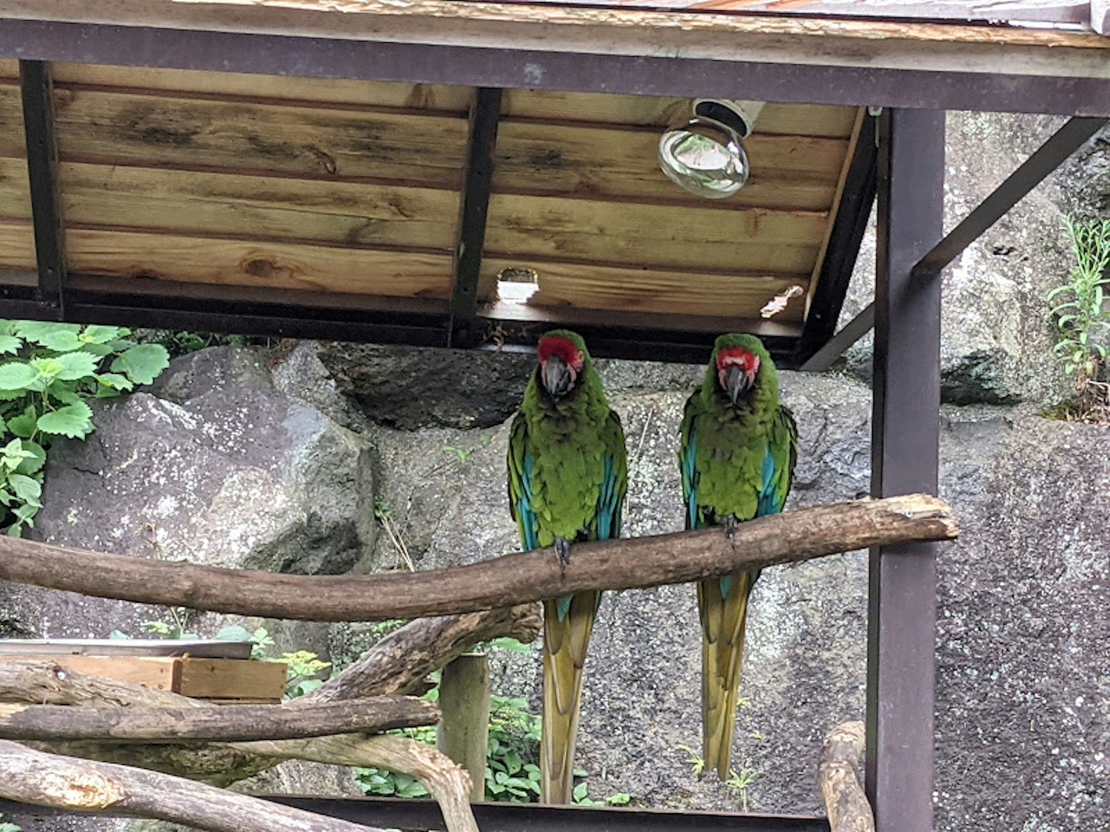 二羽のカラフルなオウムが枝に止まっている