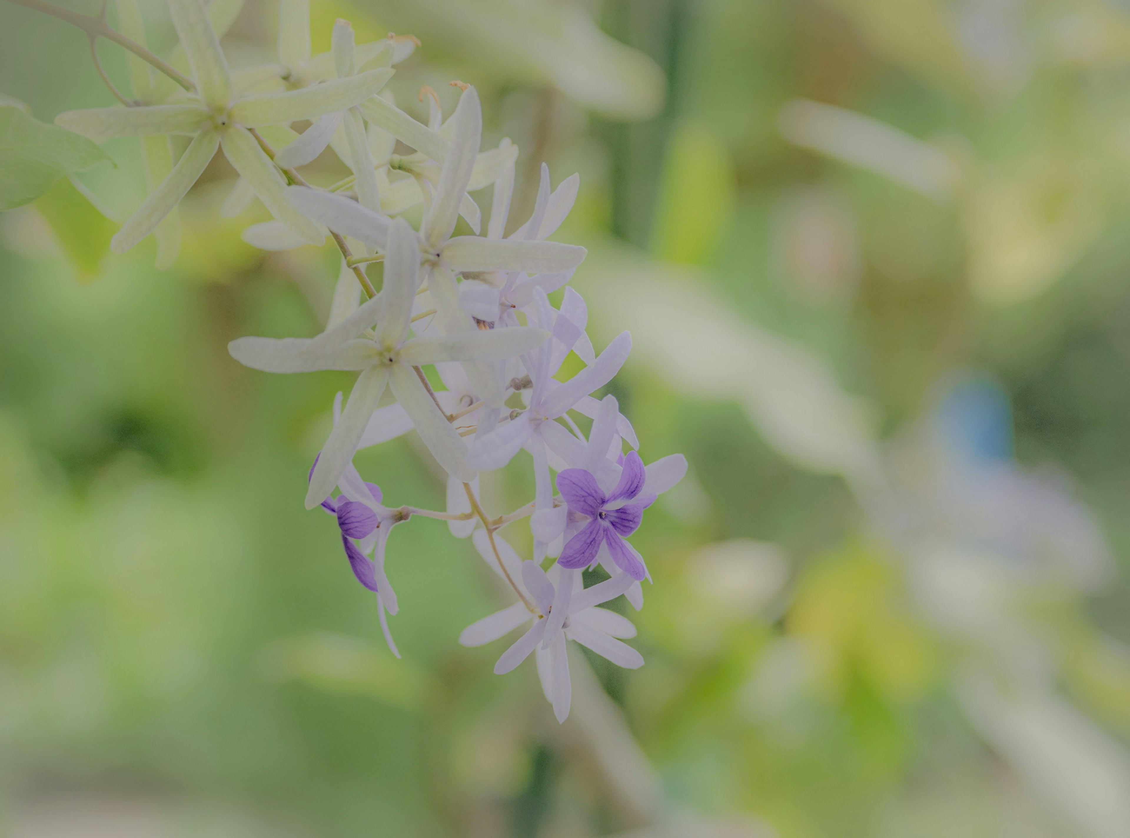 Zarte Orchideenblüten in hellen Farben mit grünen Blättern im Hintergrund