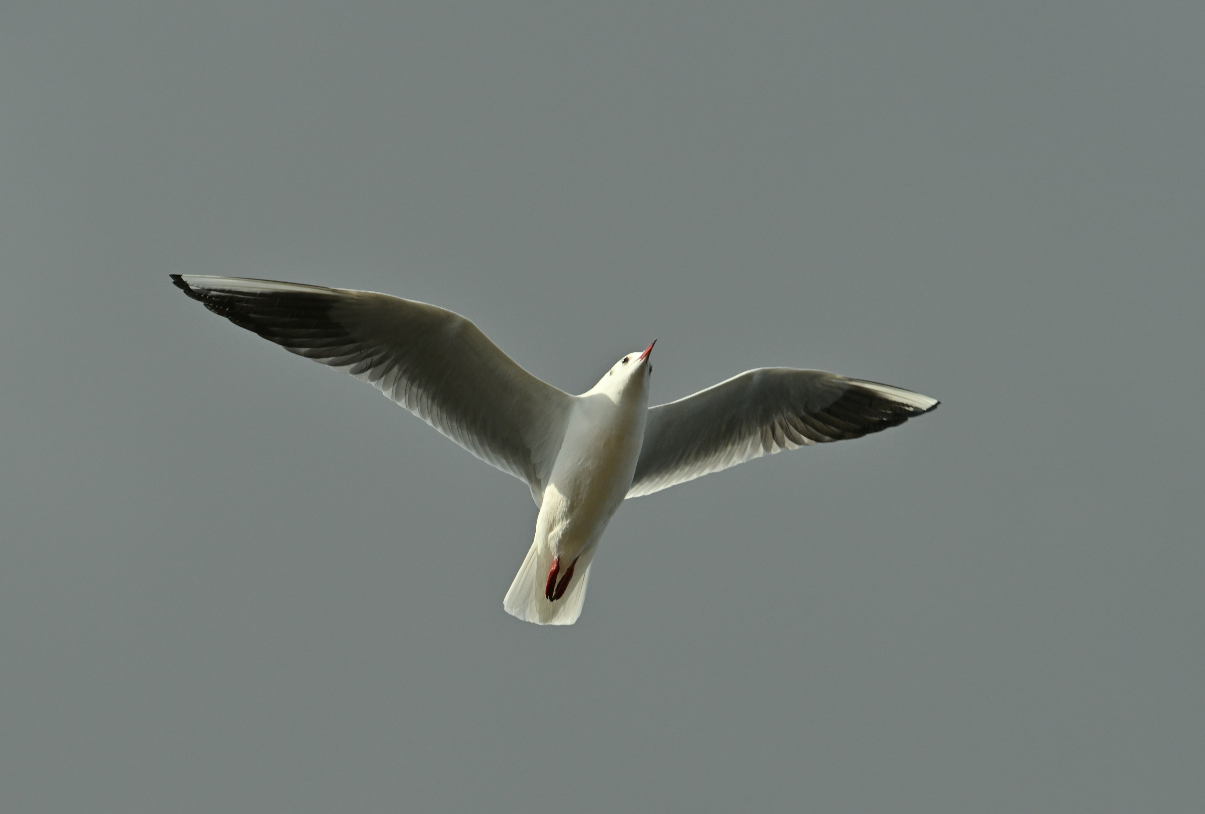 Eine weiße Möwe fliegt gegen einen grauen Himmel