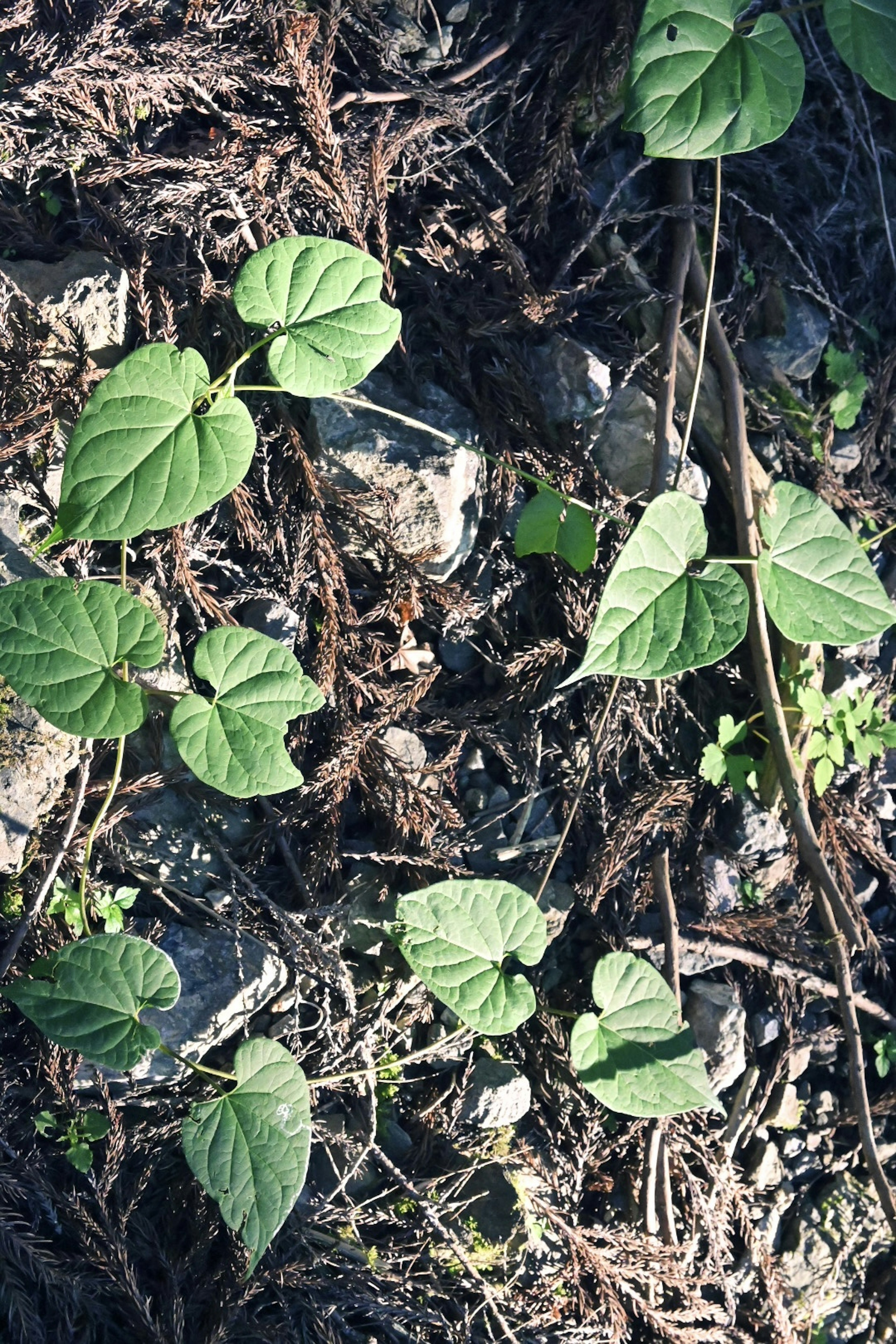 Green leaves spread across the ground