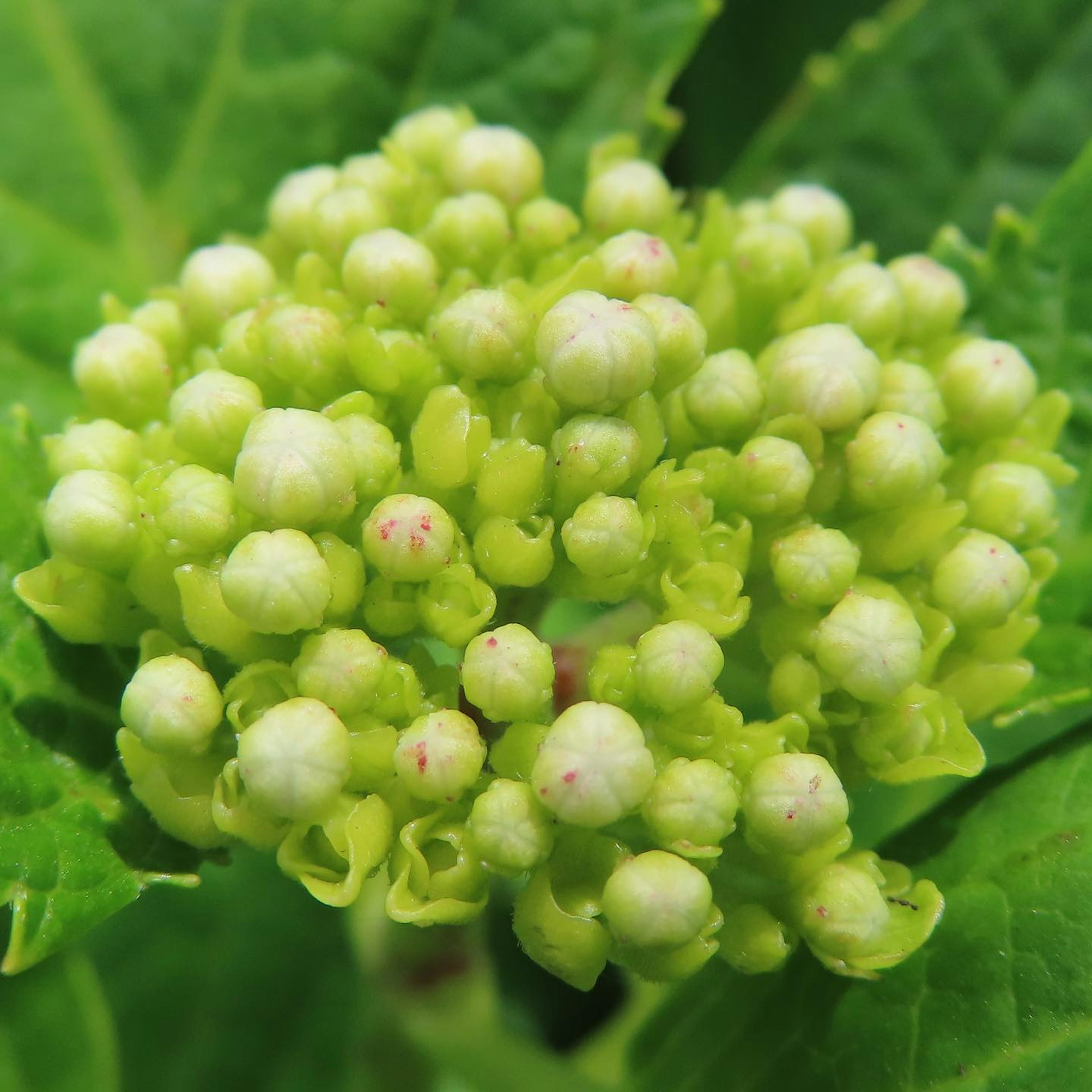 Cluster aus kleinen weißen Knospen umgeben von grünen Blättern