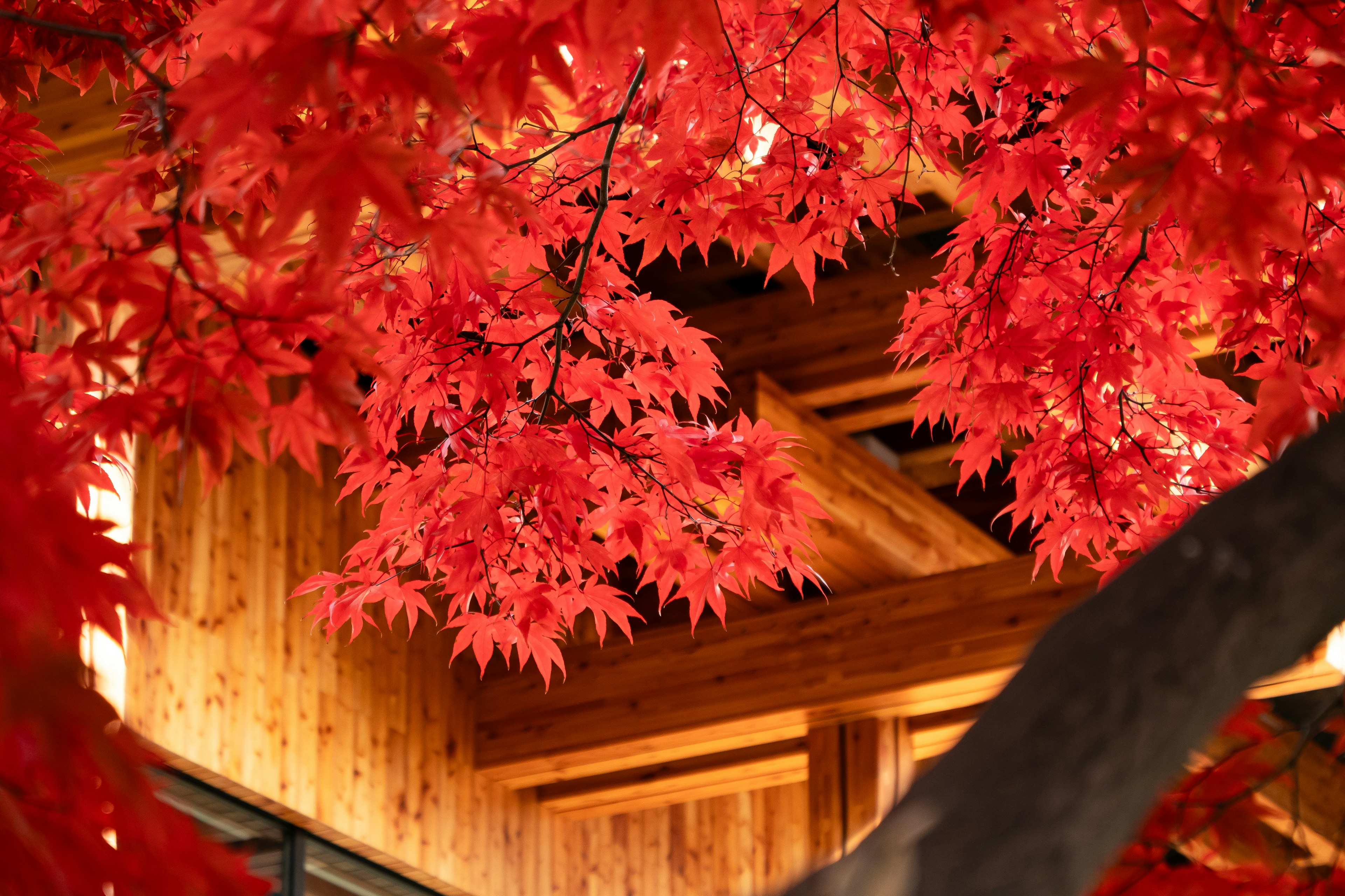 Vibrant red maple leaves with a wooden structure in the background