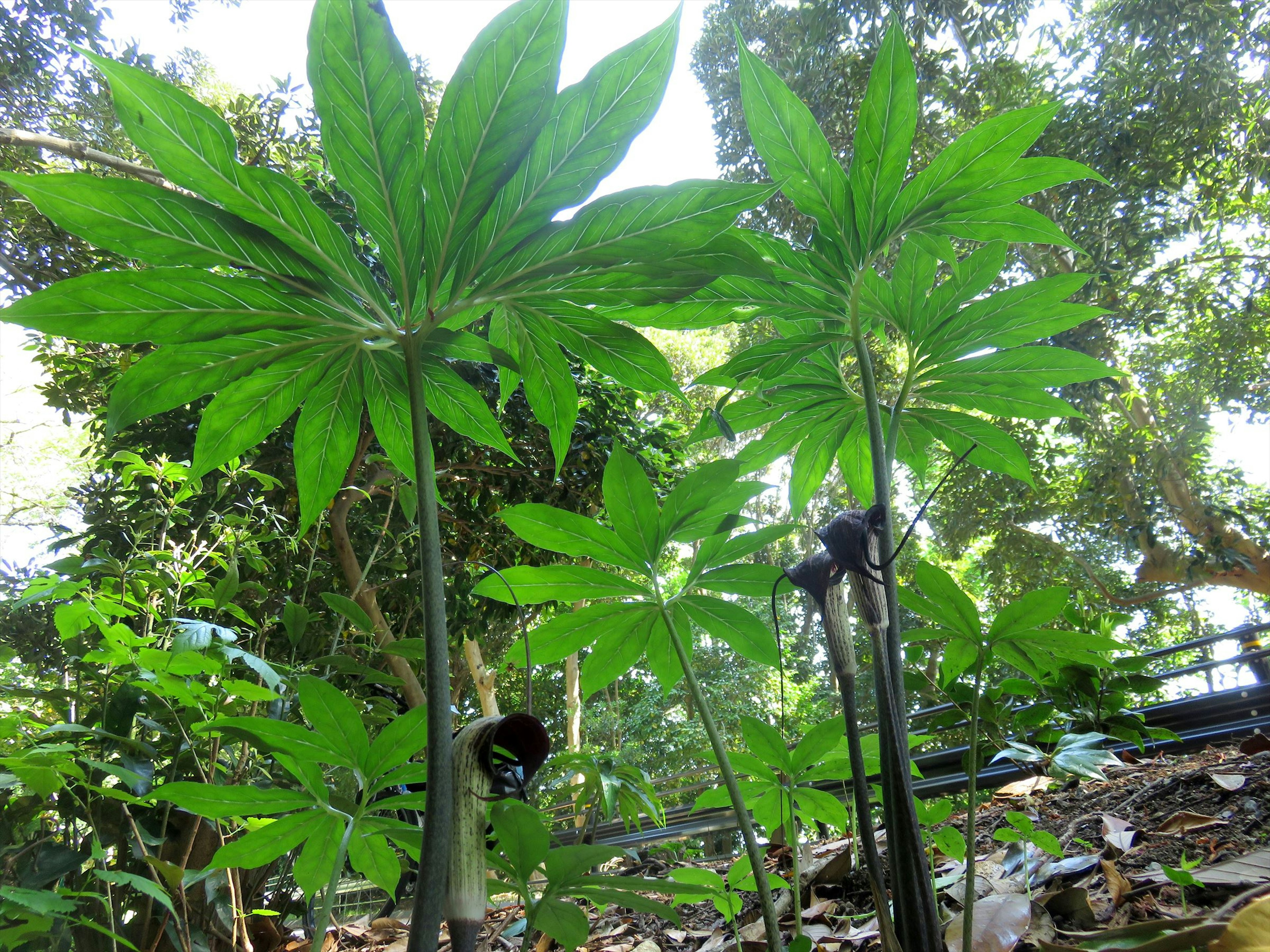 緑豊かな植物が生い茂る風景で、特に大きな葉を持つ植物が目立つ