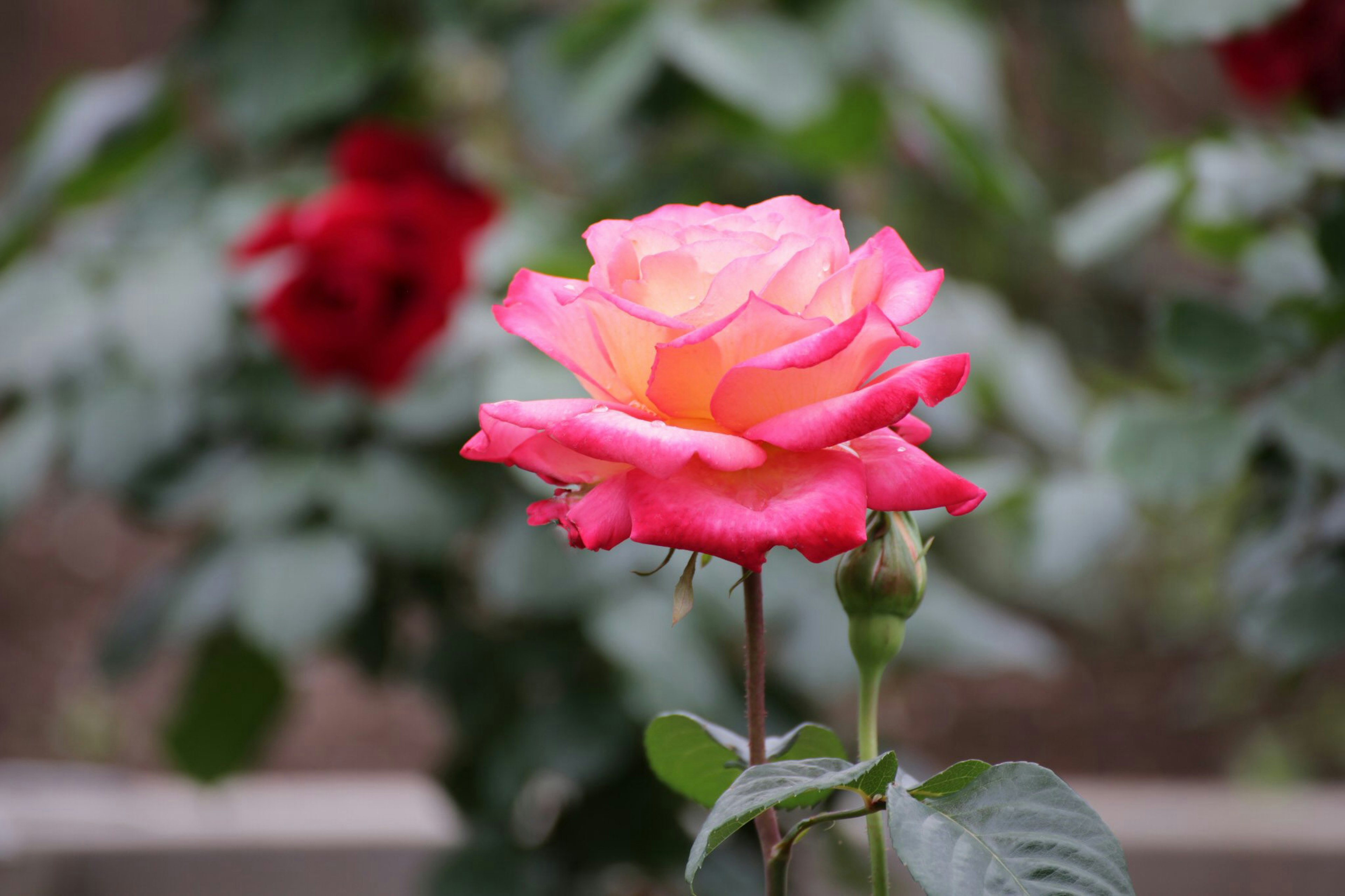 Eine lebendige rosa-orangefarbene Rose mit roten Rosen im Hintergrund