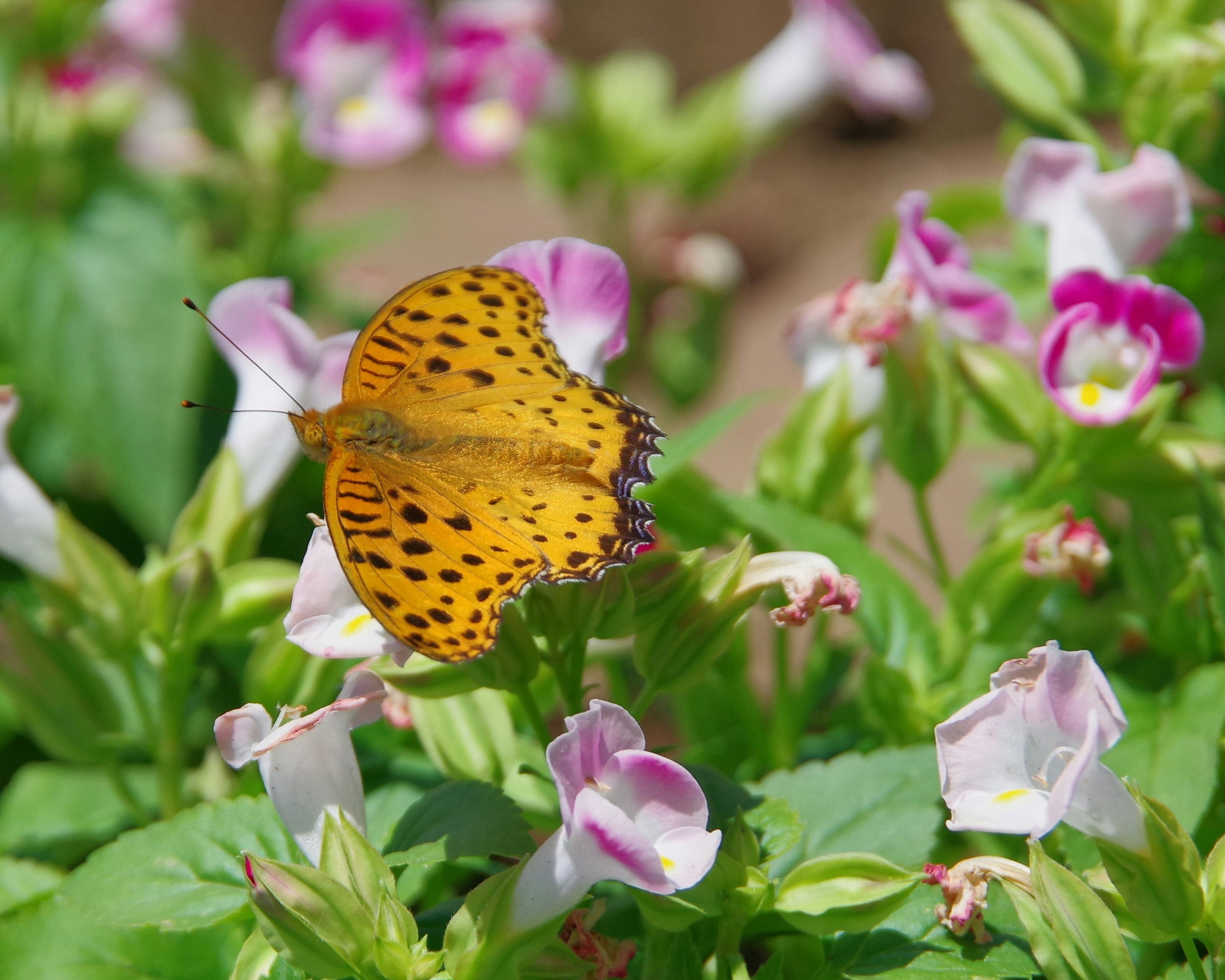 Orangenfarbener Schmetterling auf rosa Blumen in einem Garten