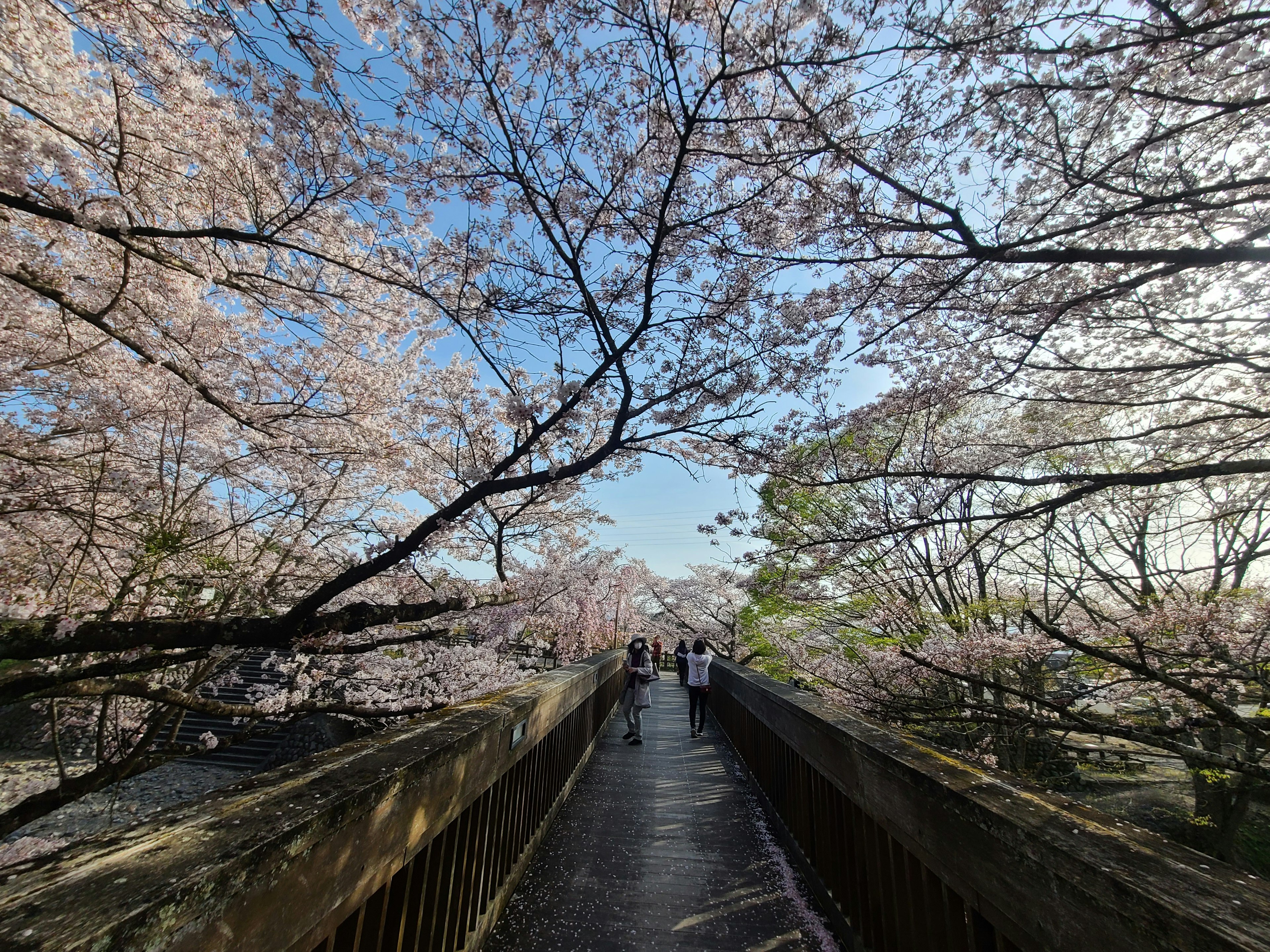 Jalan yang dikelilingi pohon sakura dan langit biru