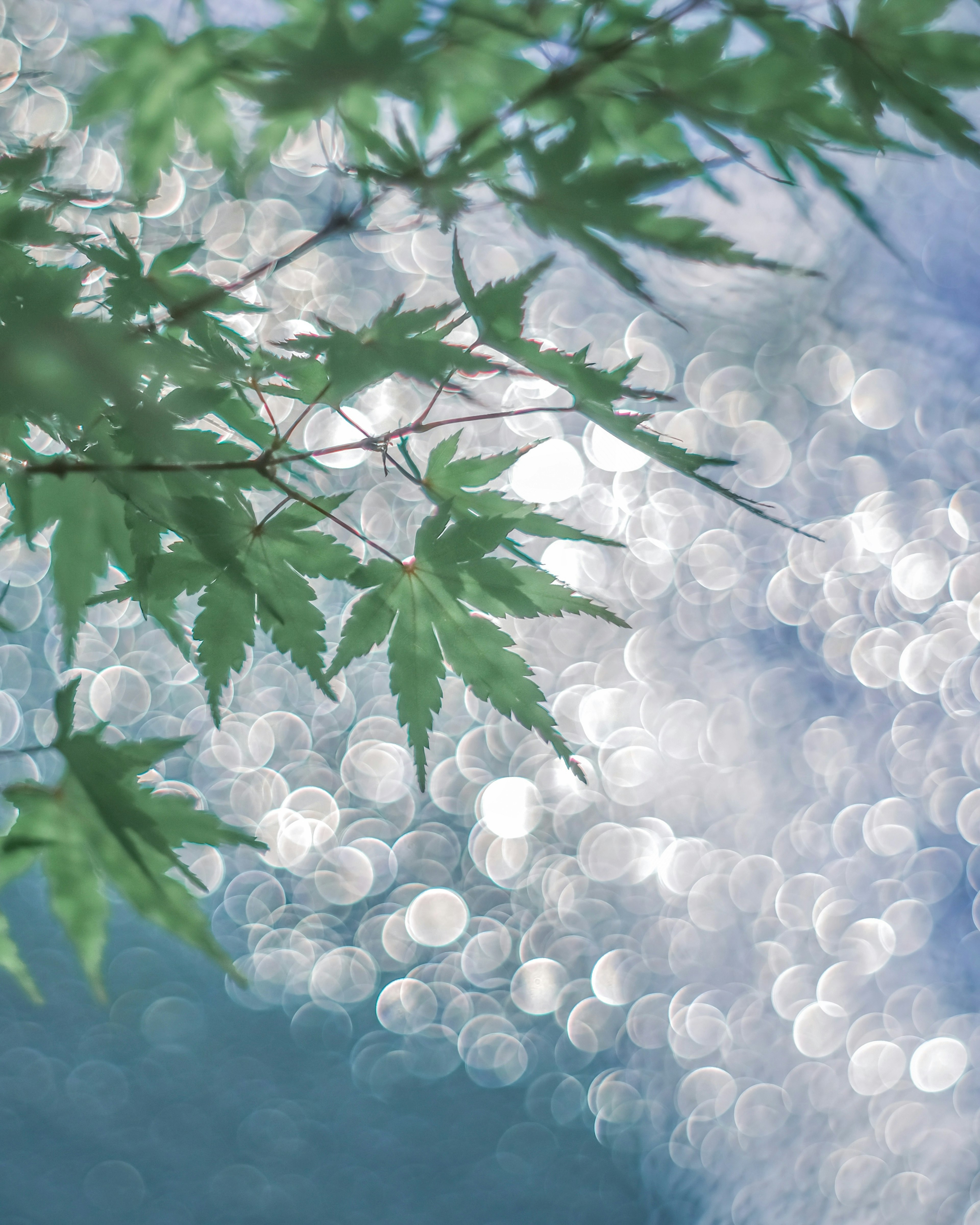 Vibrant green leaves with beautiful light reflections