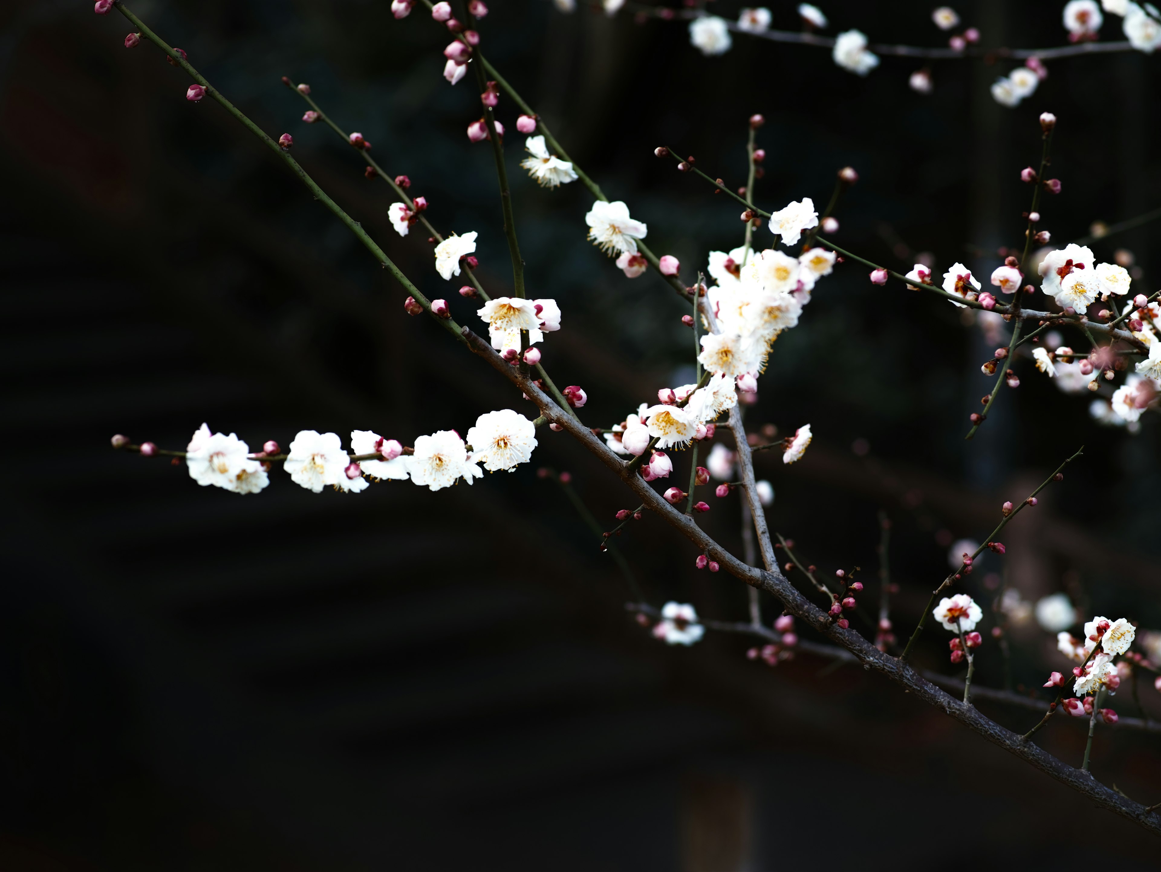 Flores blancas en flor en una rama de ciruelo con botones