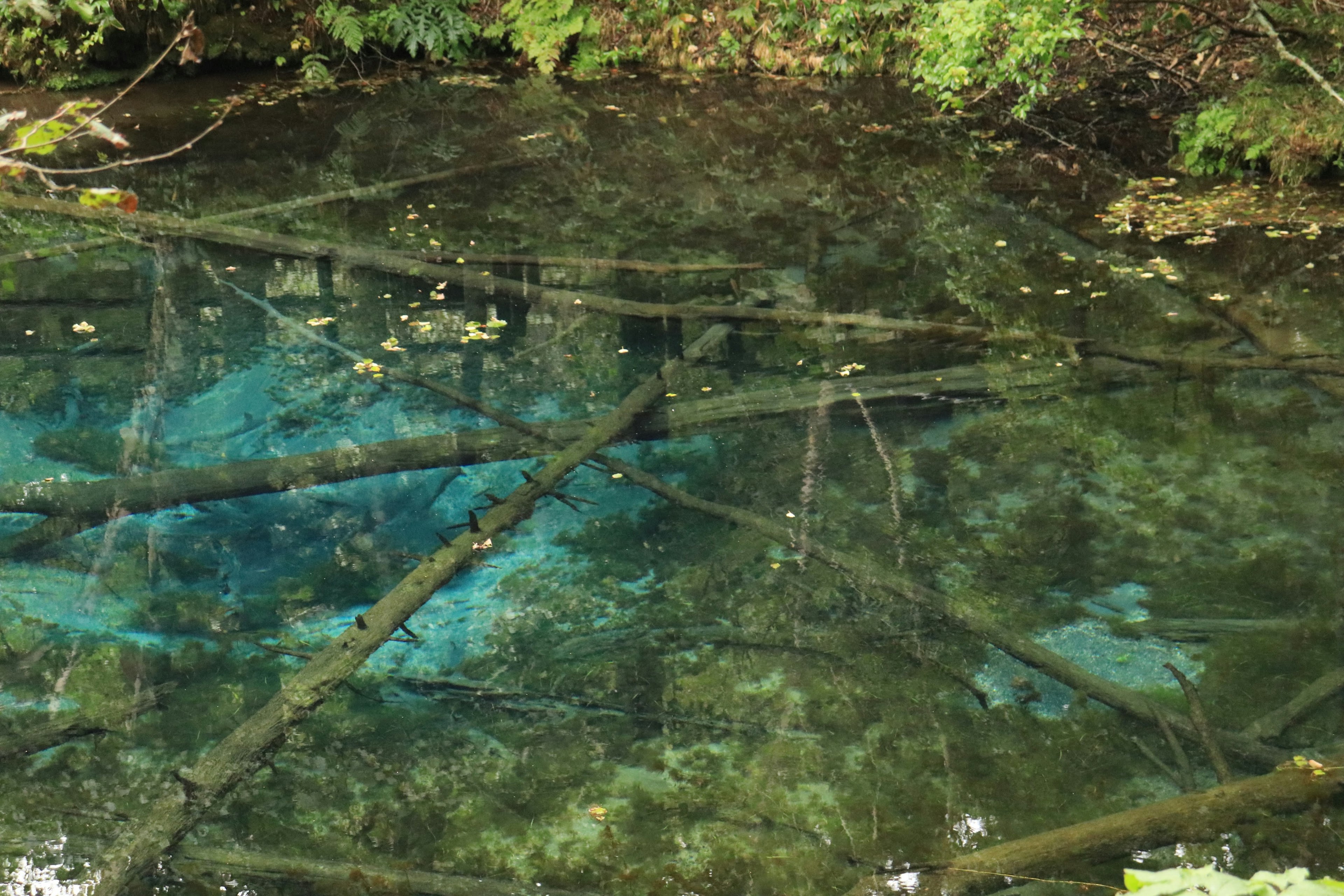 Clear water surface reflecting tree branches and green vegetation