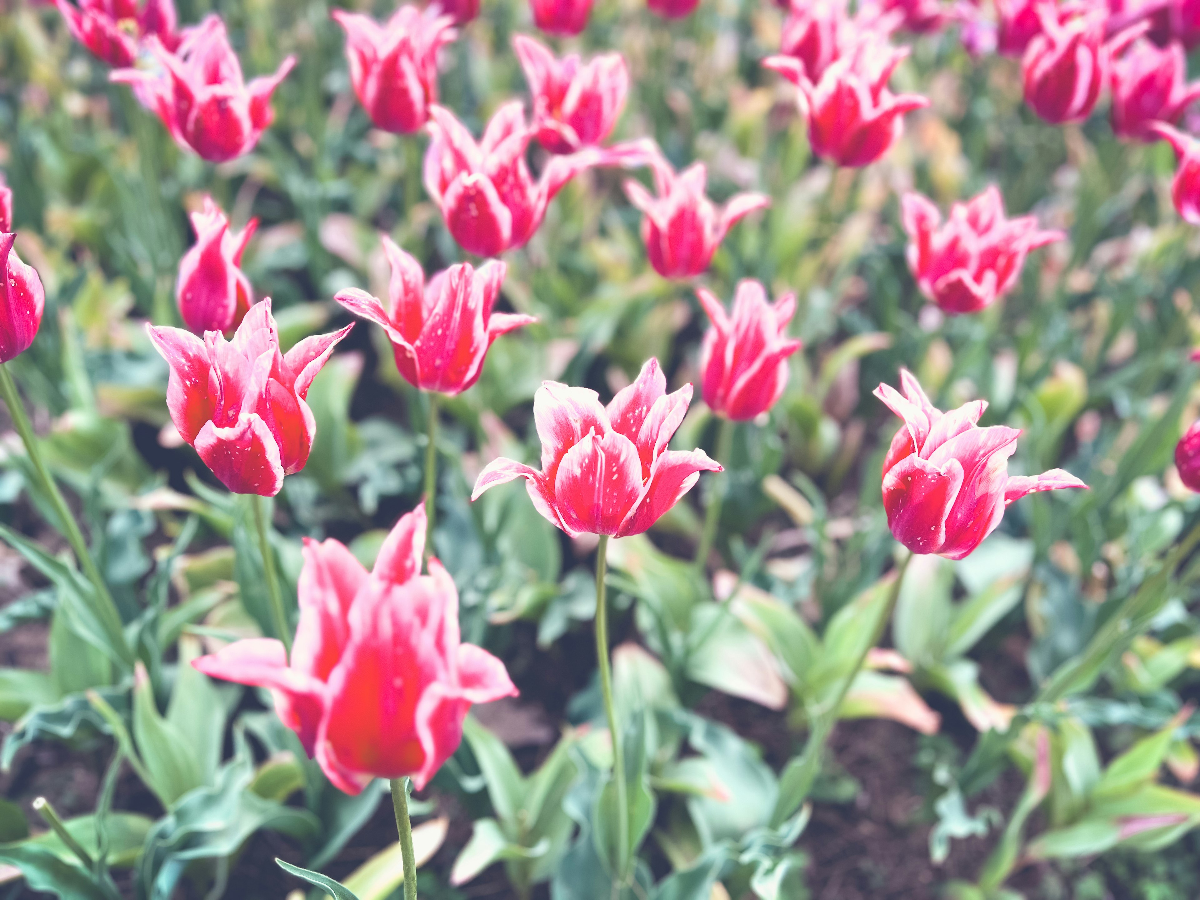 Tulip merah muda yang cerah mekar di taman