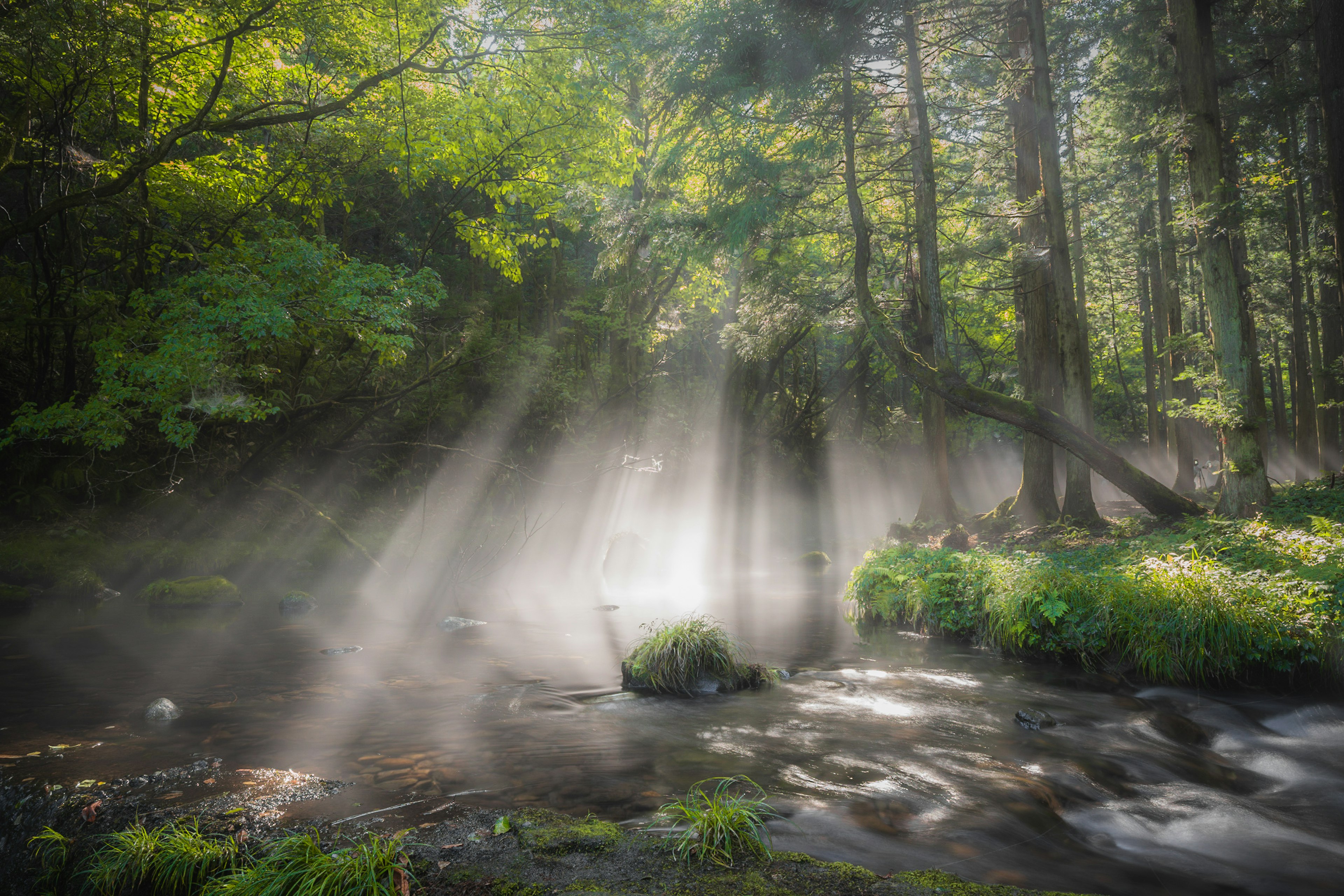 Sunlight streaming through mist in a forest stream