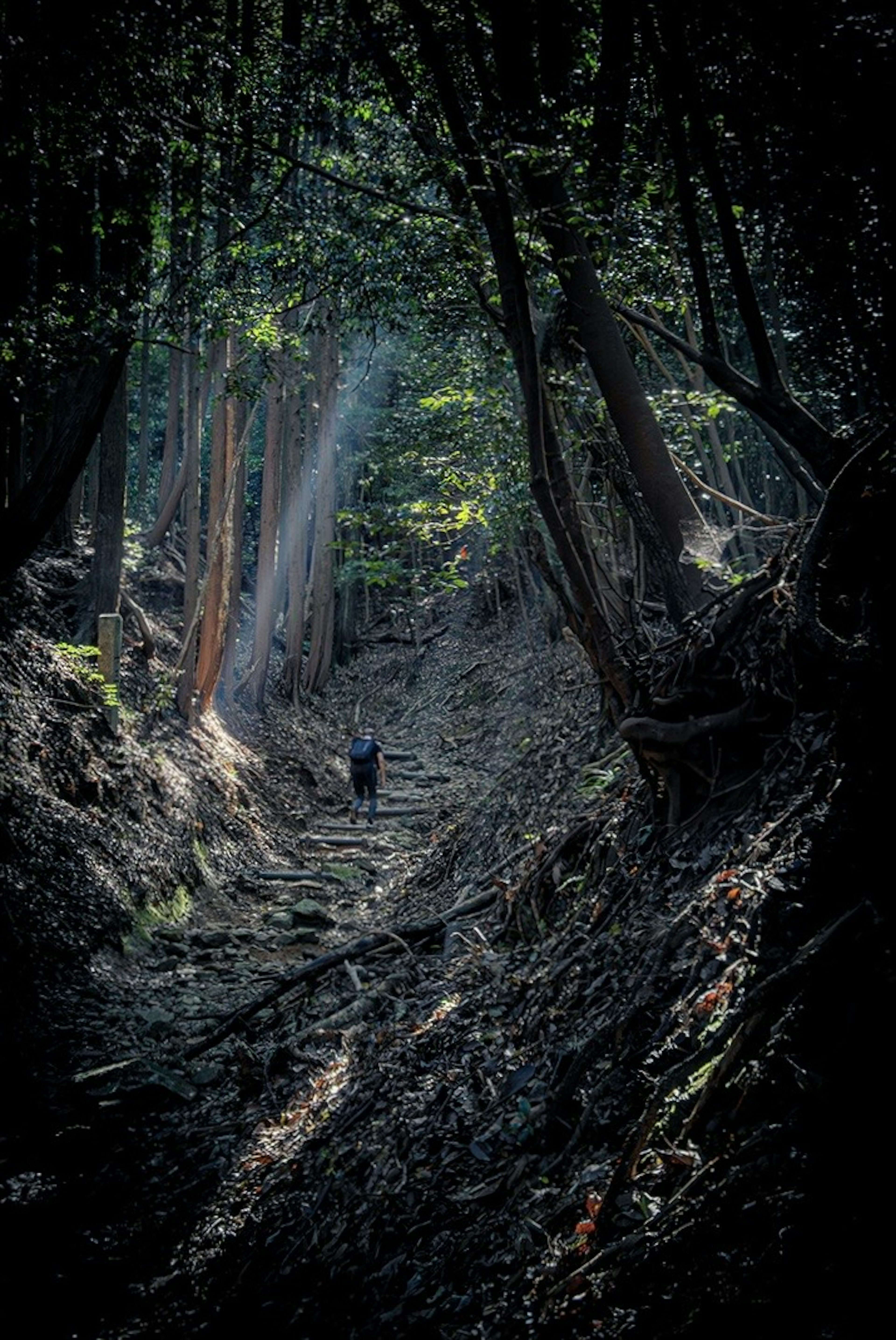 Persona de pie en un bosque profundo con haces de luz