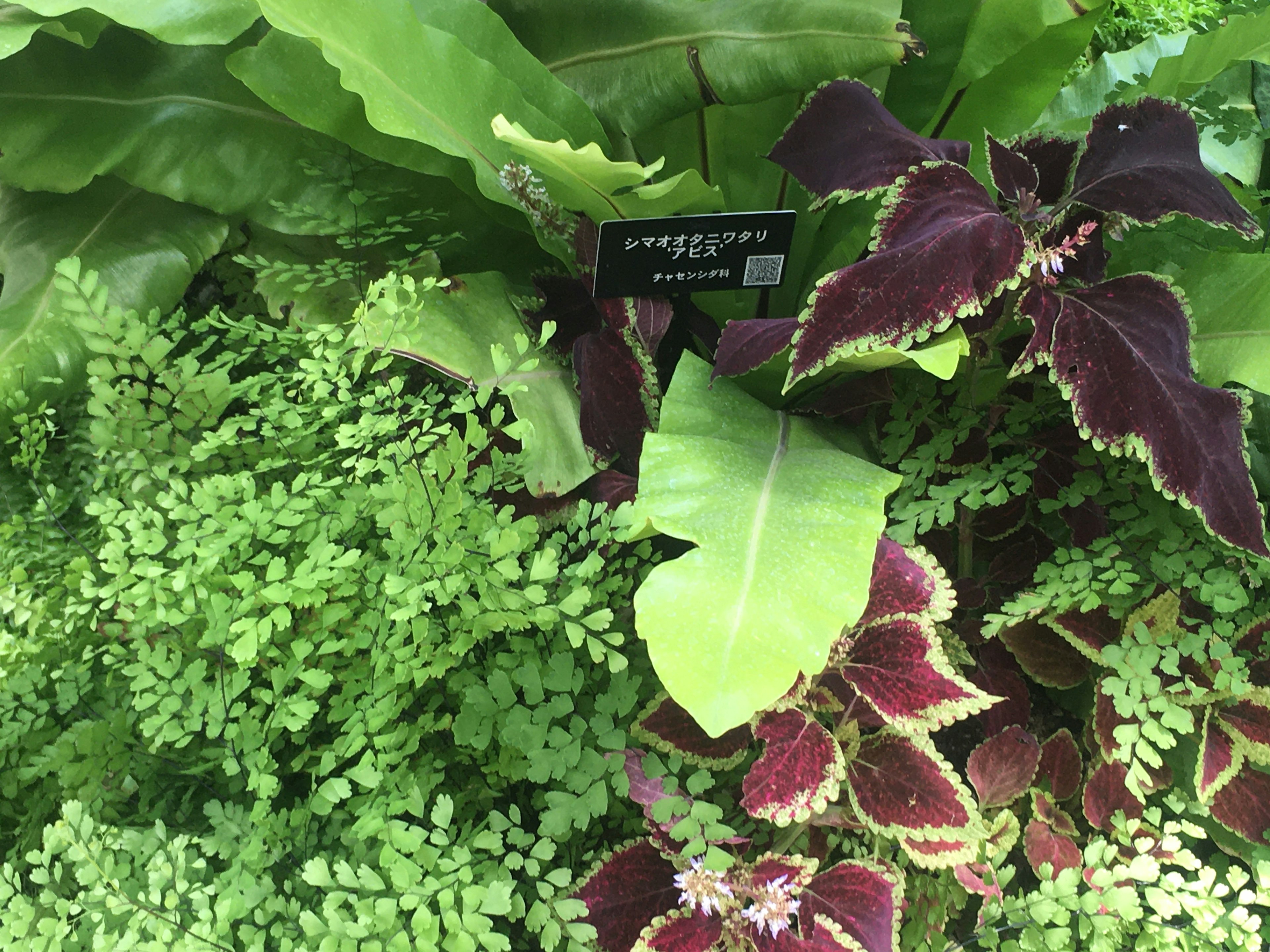 色とりどりの植物の集合体 濃い緑の葉と赤紫の葉を持つ植物が特徴