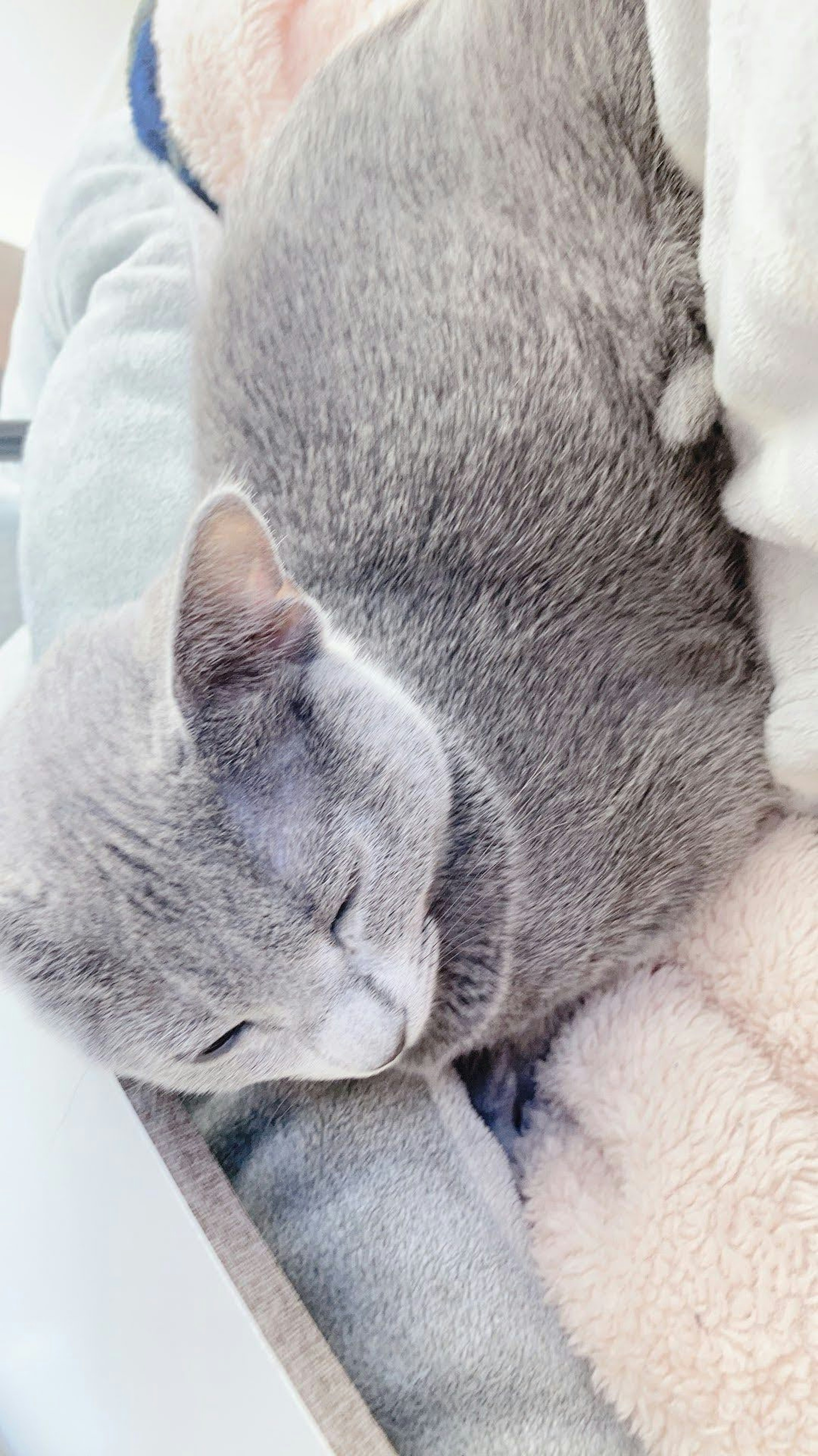 Un gatto grigio rannicchiato che dorme su una coperta