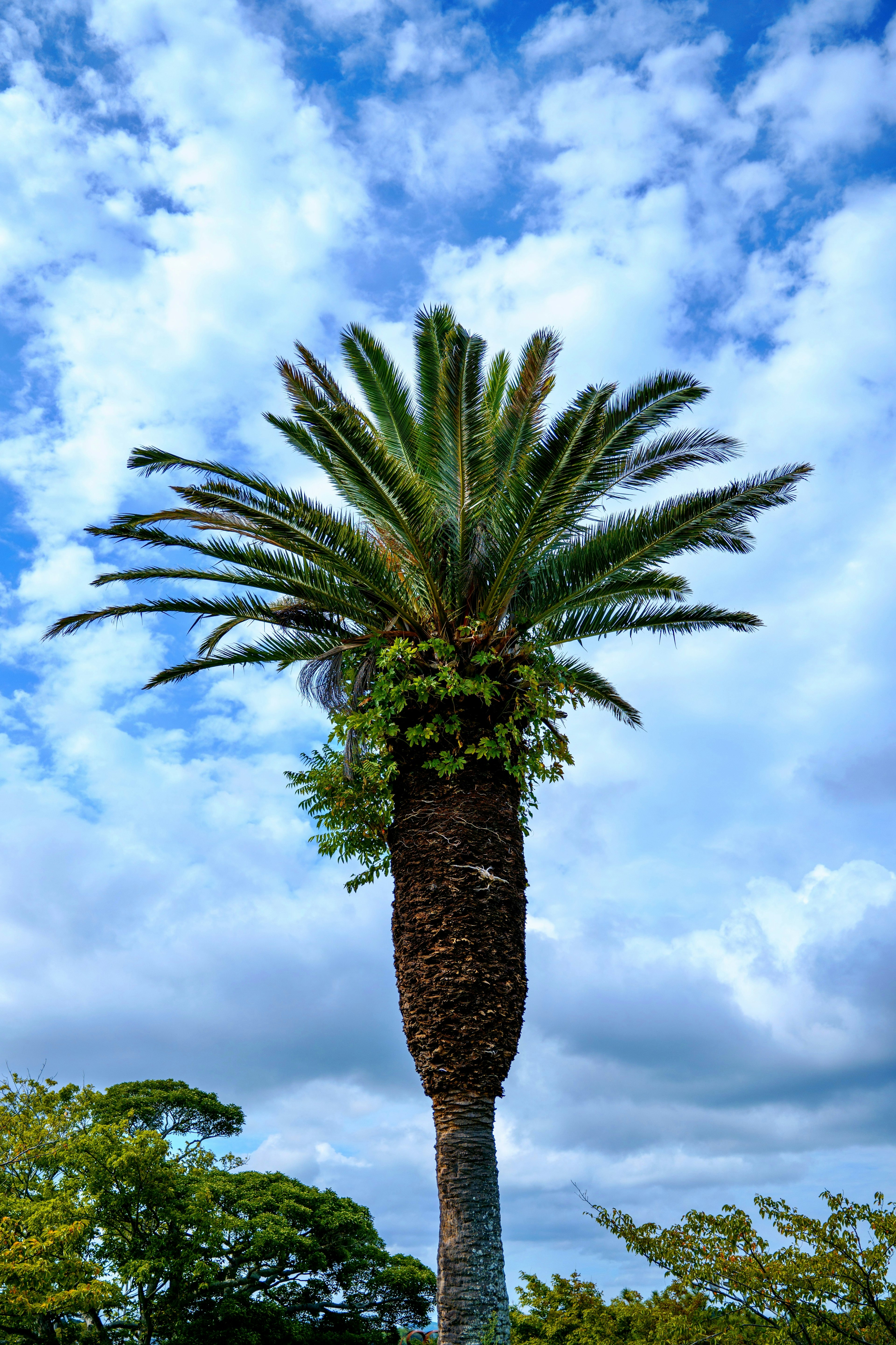 Hohe Palme unter einem blauen Himmel mit flauschigen Wolken und umliegendem Grün