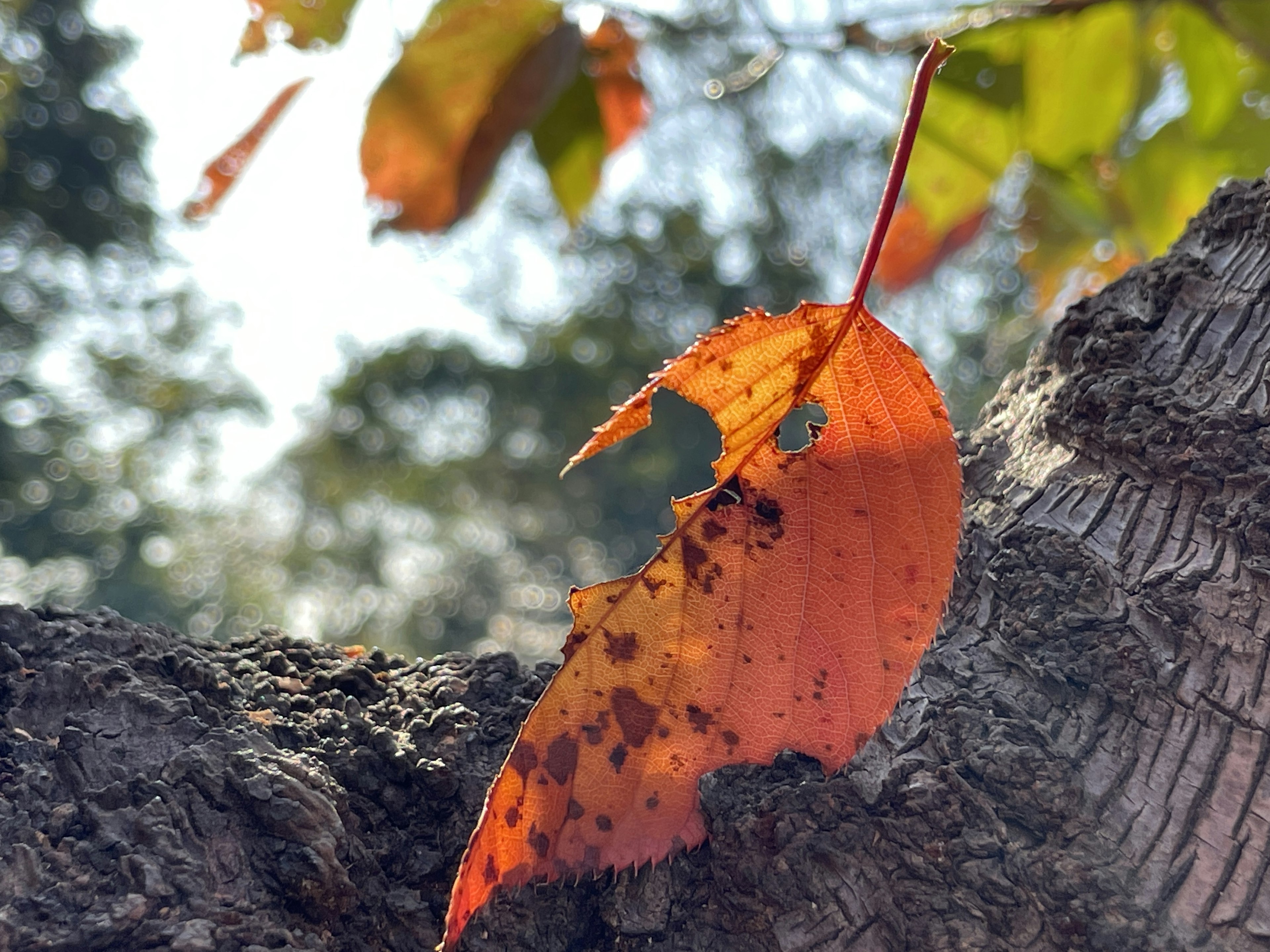 Una foglia arancione secca attaccata a un tronco d'albero