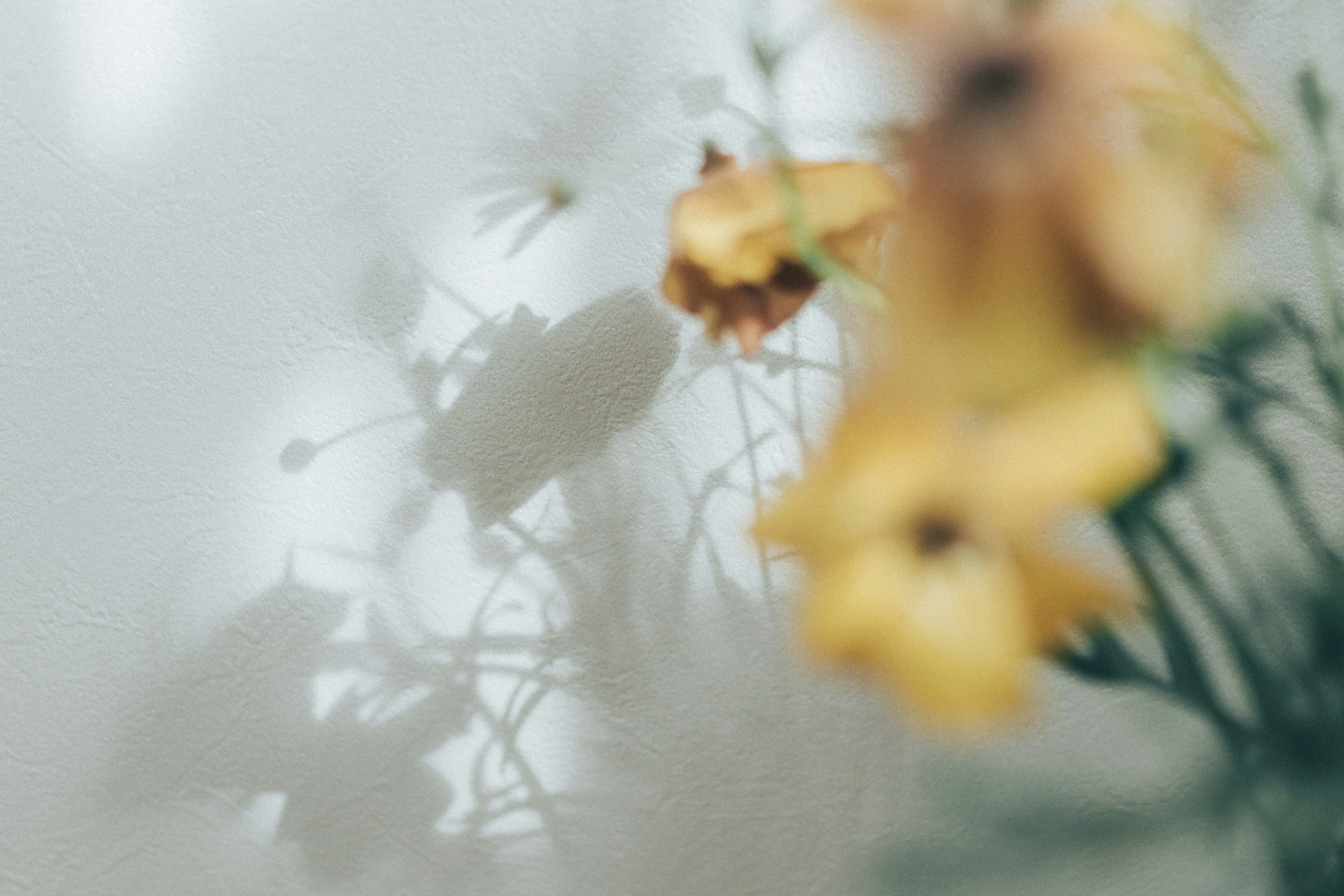 Soft background with yellow flowers and their blurred shadows