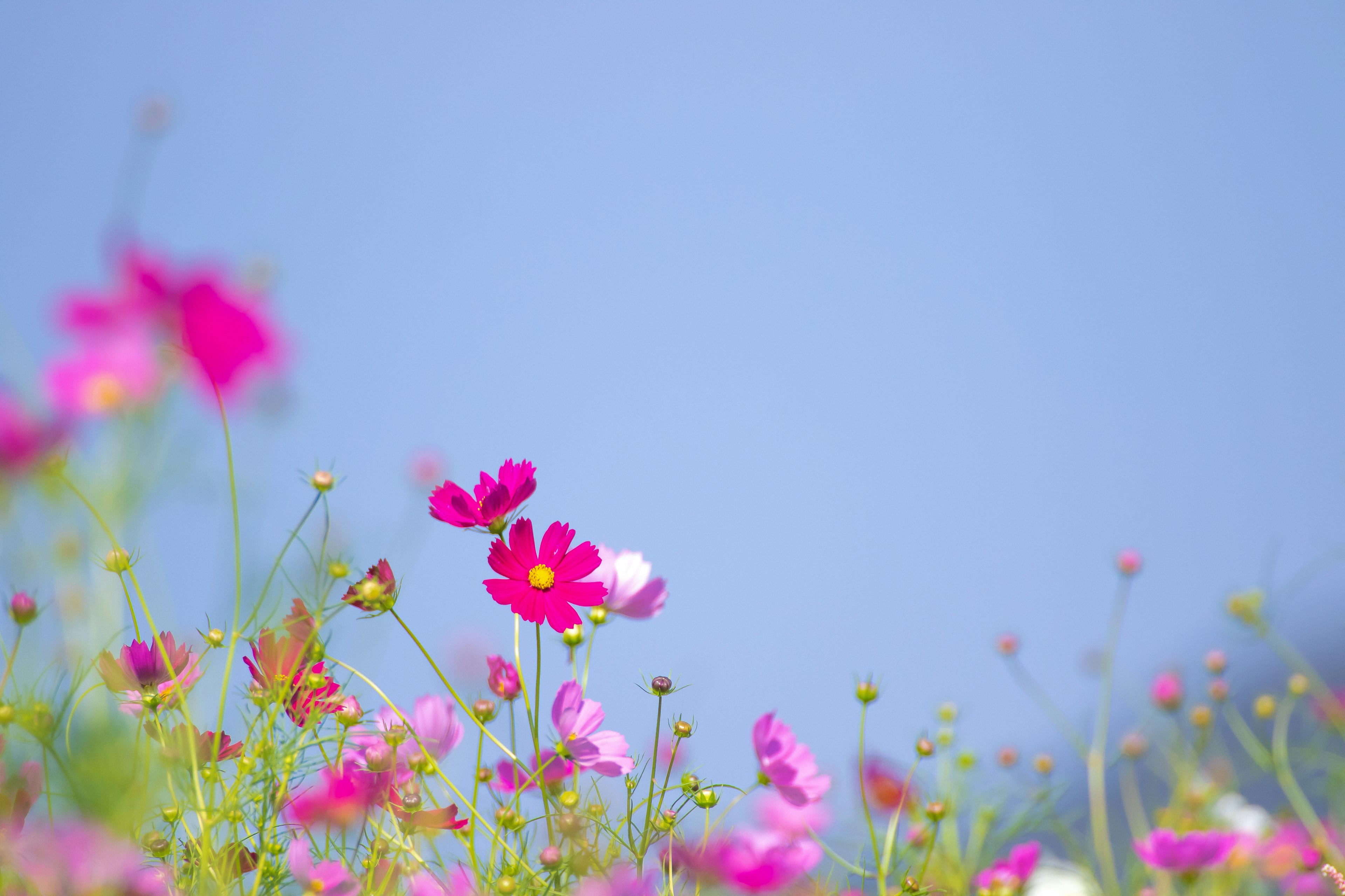 青空の下で咲く色とりどりの花々特にピンクのコスモスが目を引く風景