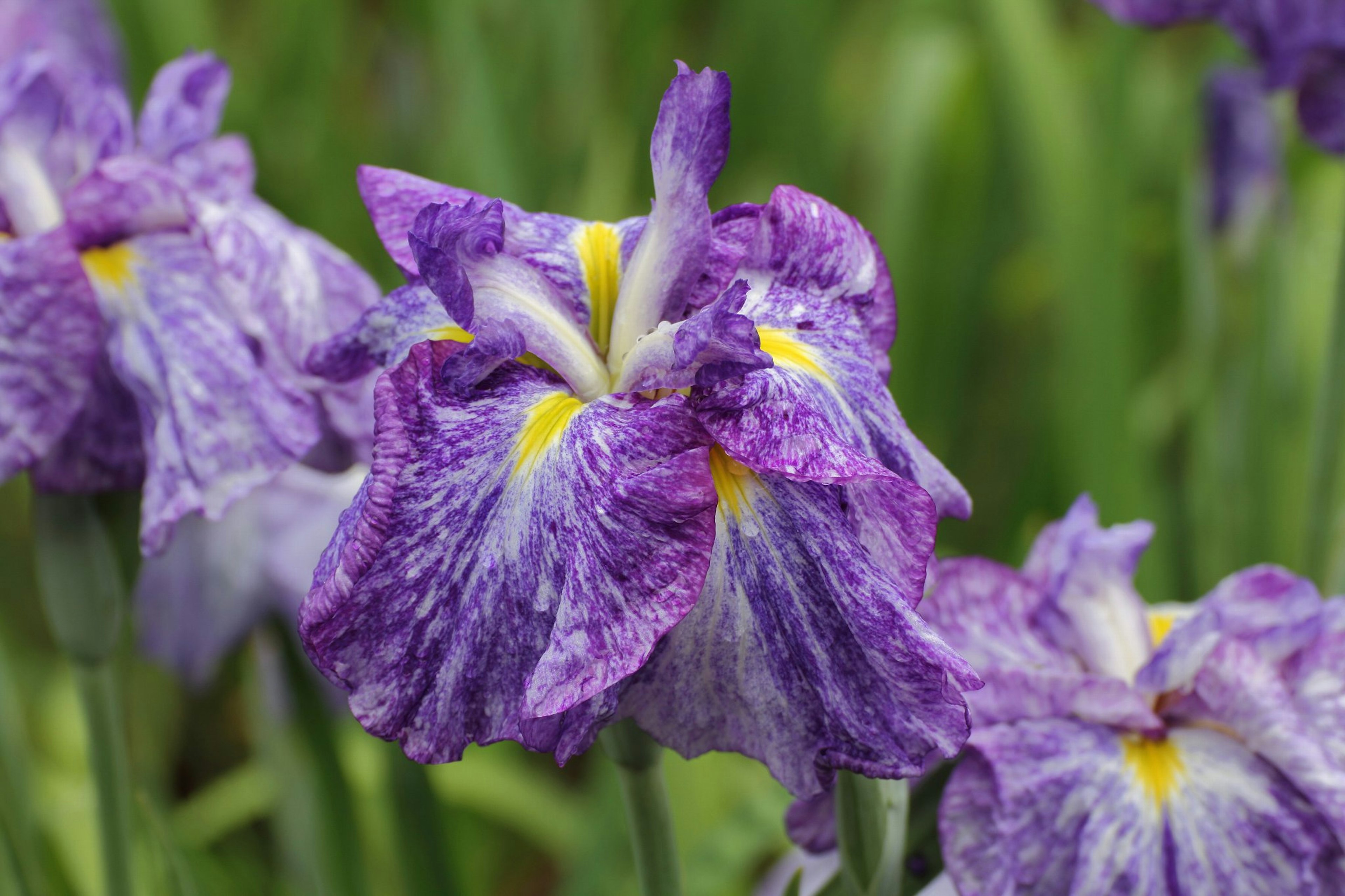 Fleurs d'iris violettes magnifiques en fleurs dans un jardin