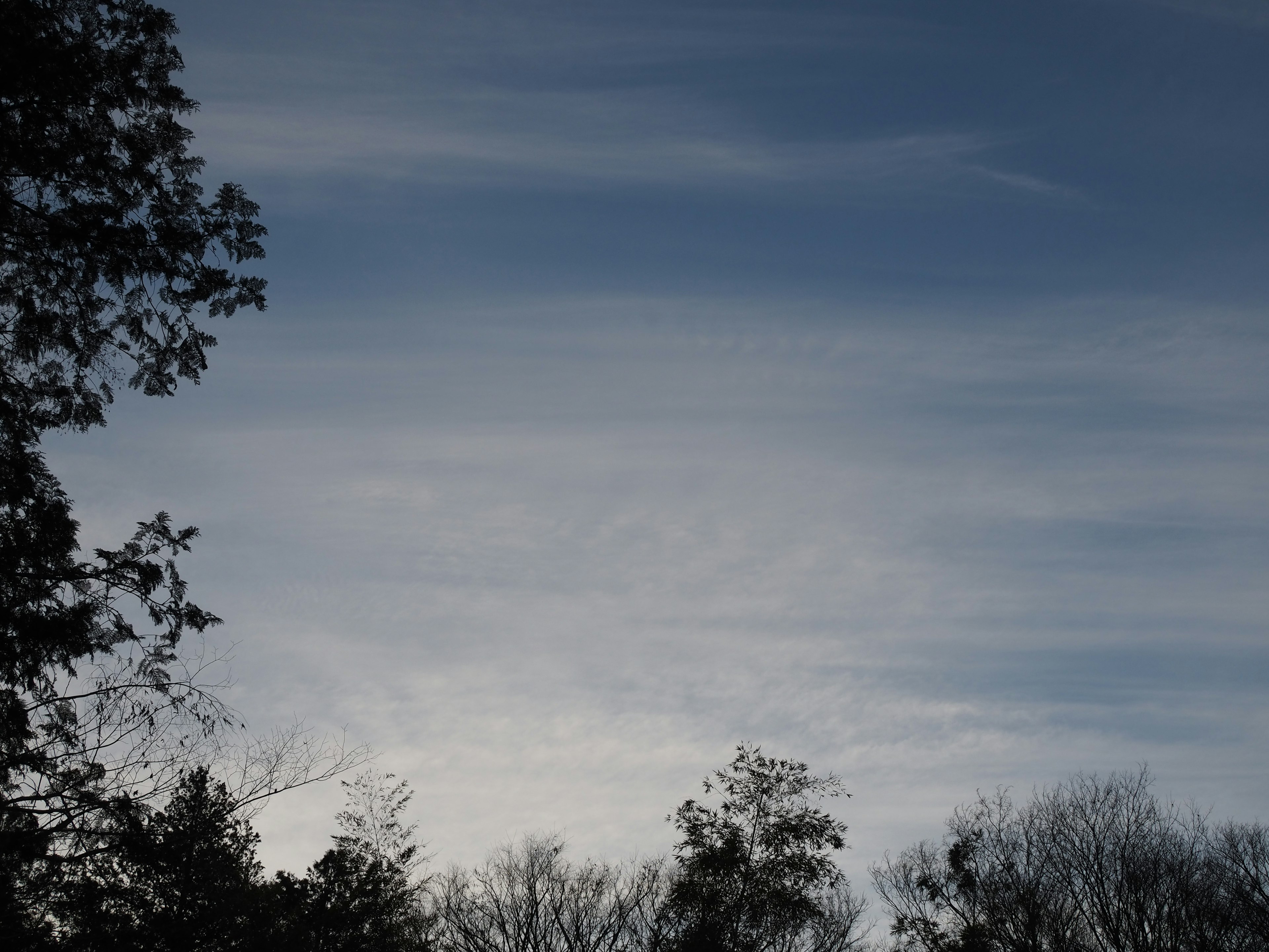 Ciel bleu avec des nuages et des arbres en silhouette