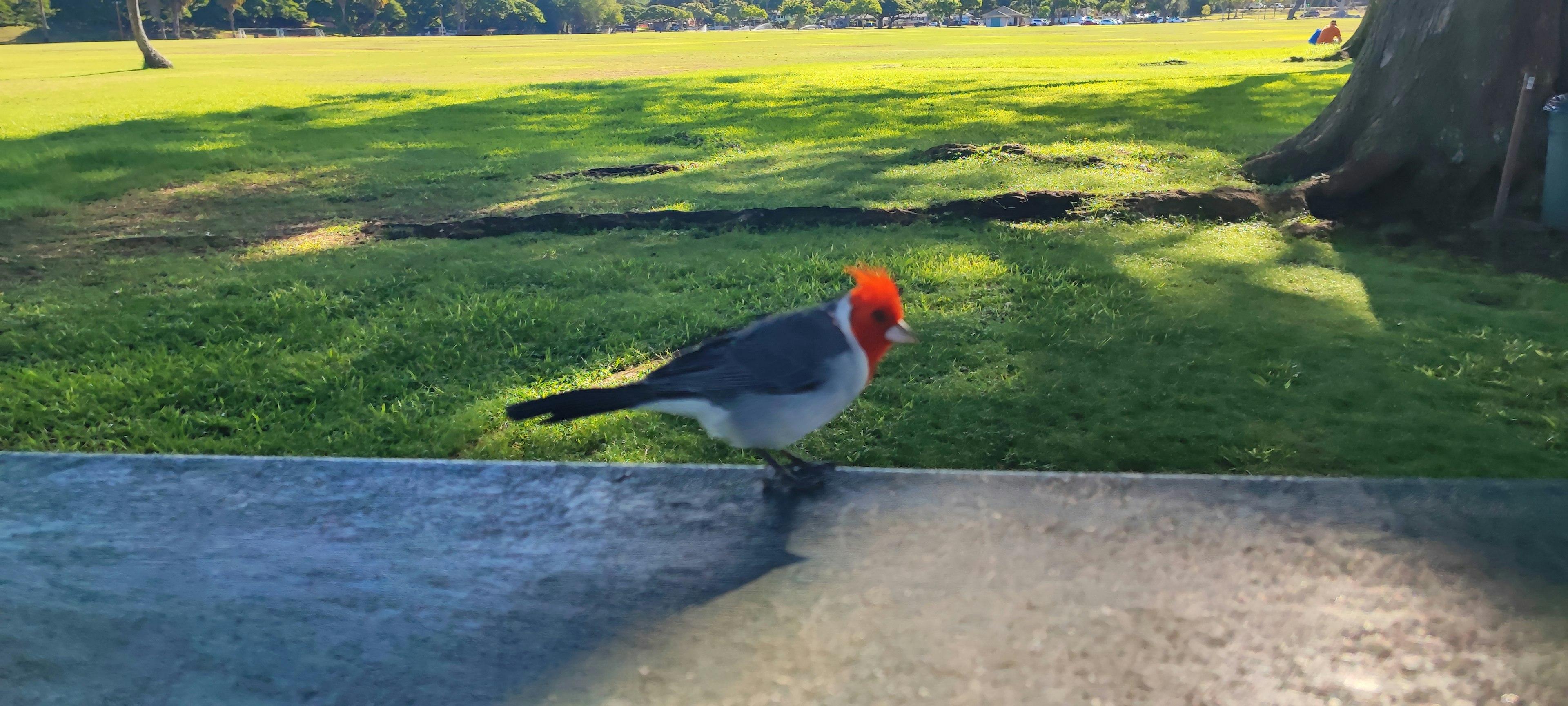 赤い頭を持つオーストラリアの鳥が緑の草地を歩いているシーン