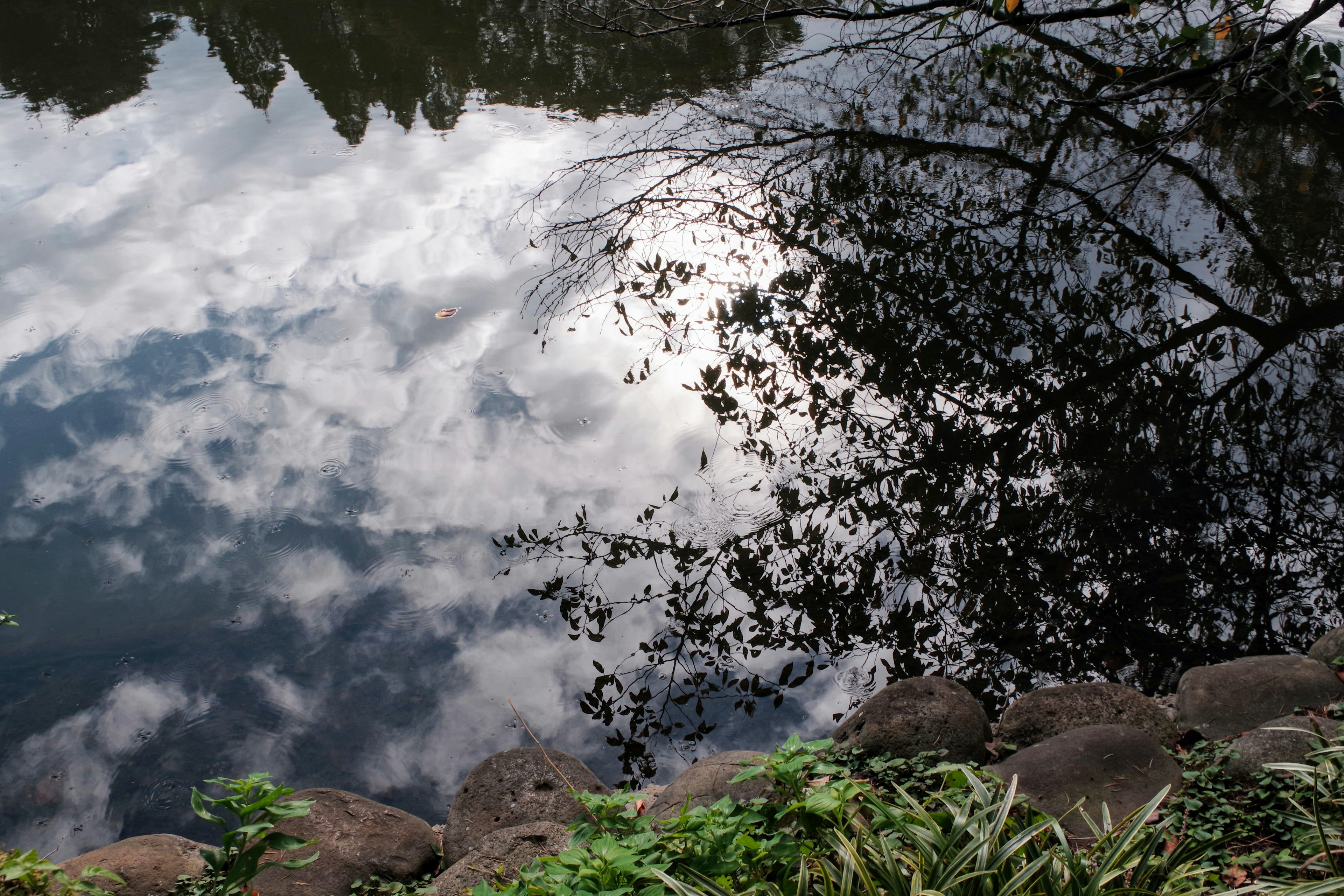 水面上雲朵和樹影的風景