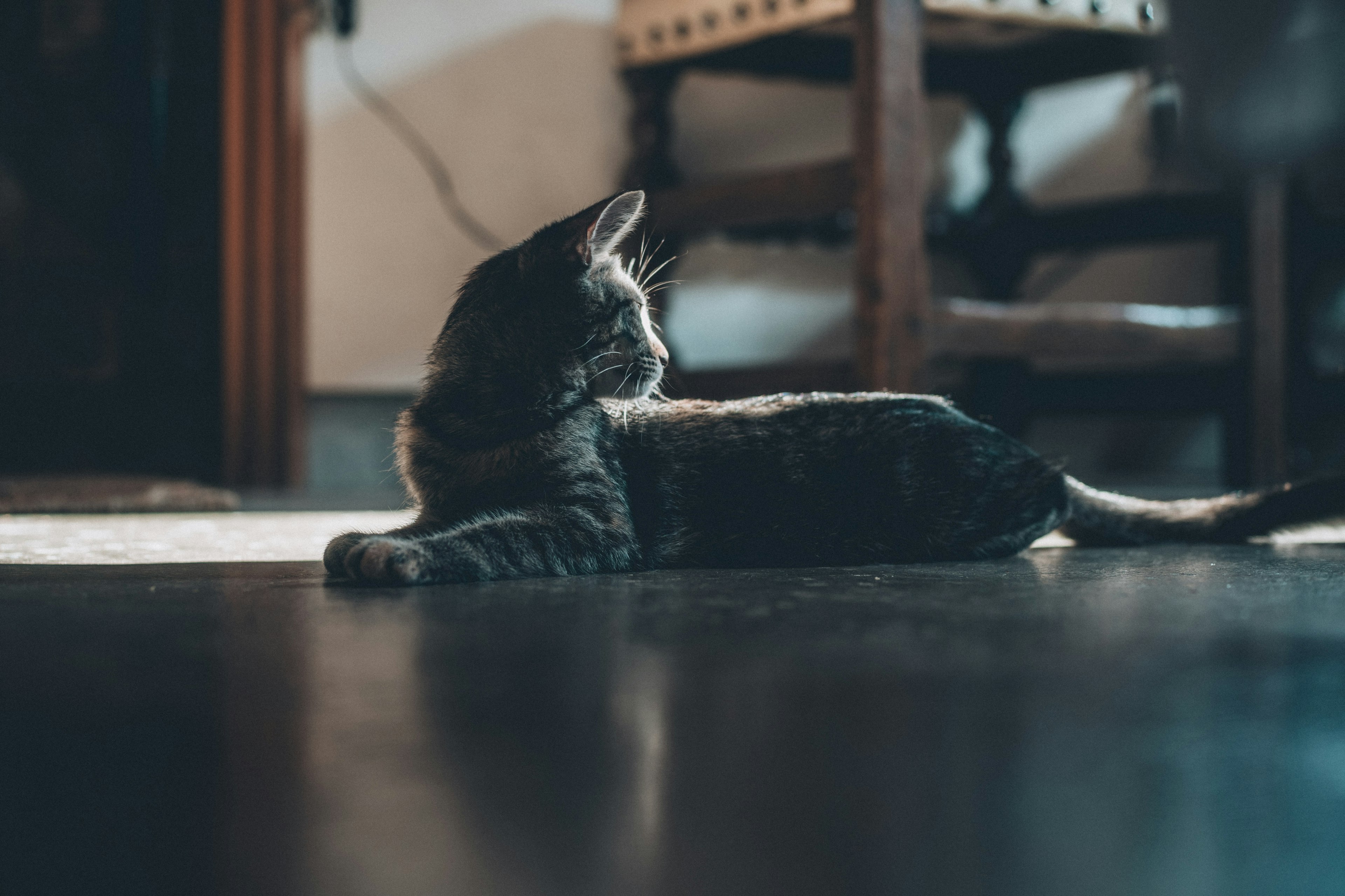 Gatto grigio sdraiato comodamente all'interno