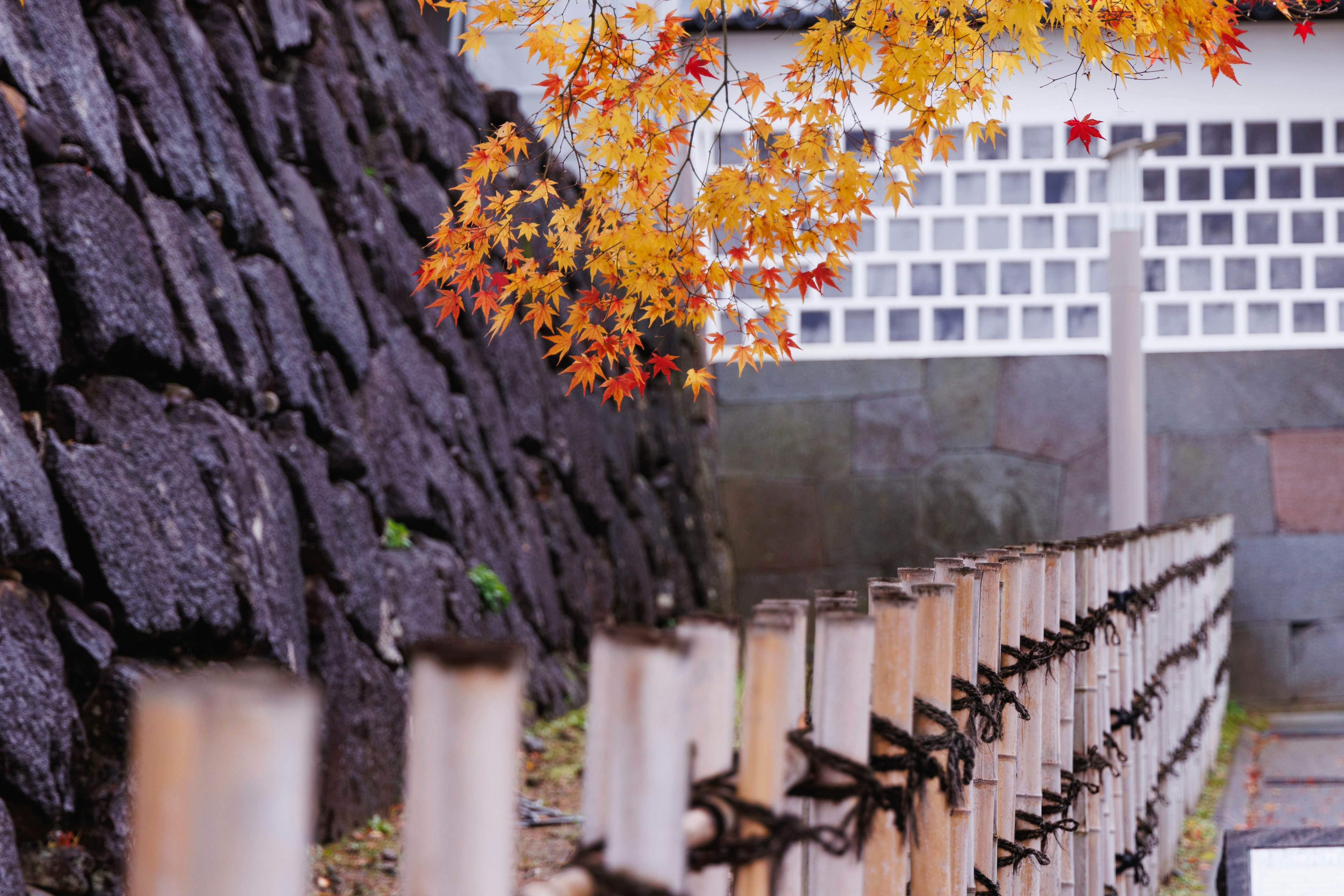 Bamboo fence with autumn leaves and stone wall in the background