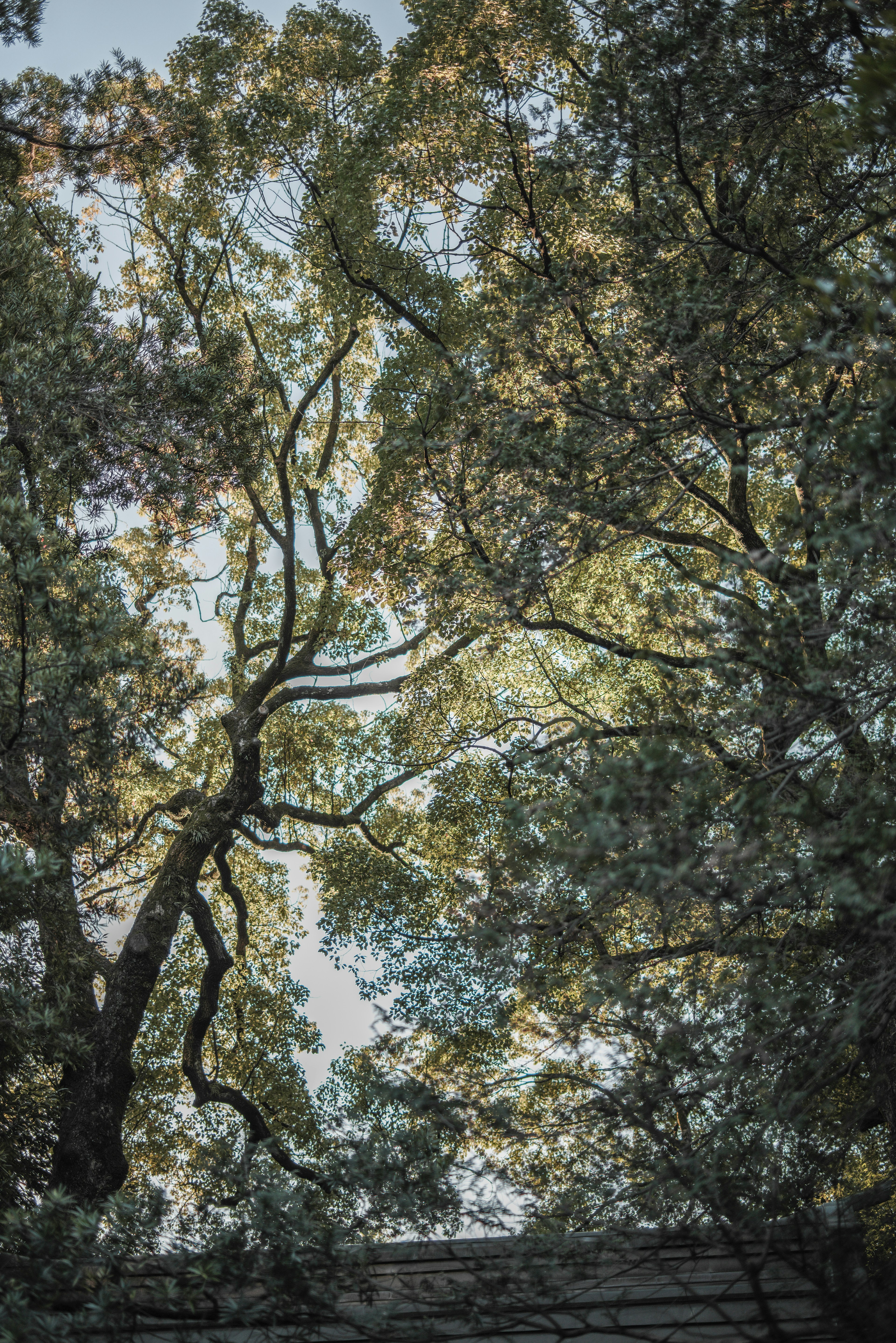 Silhouette of leaves and branches against the sky