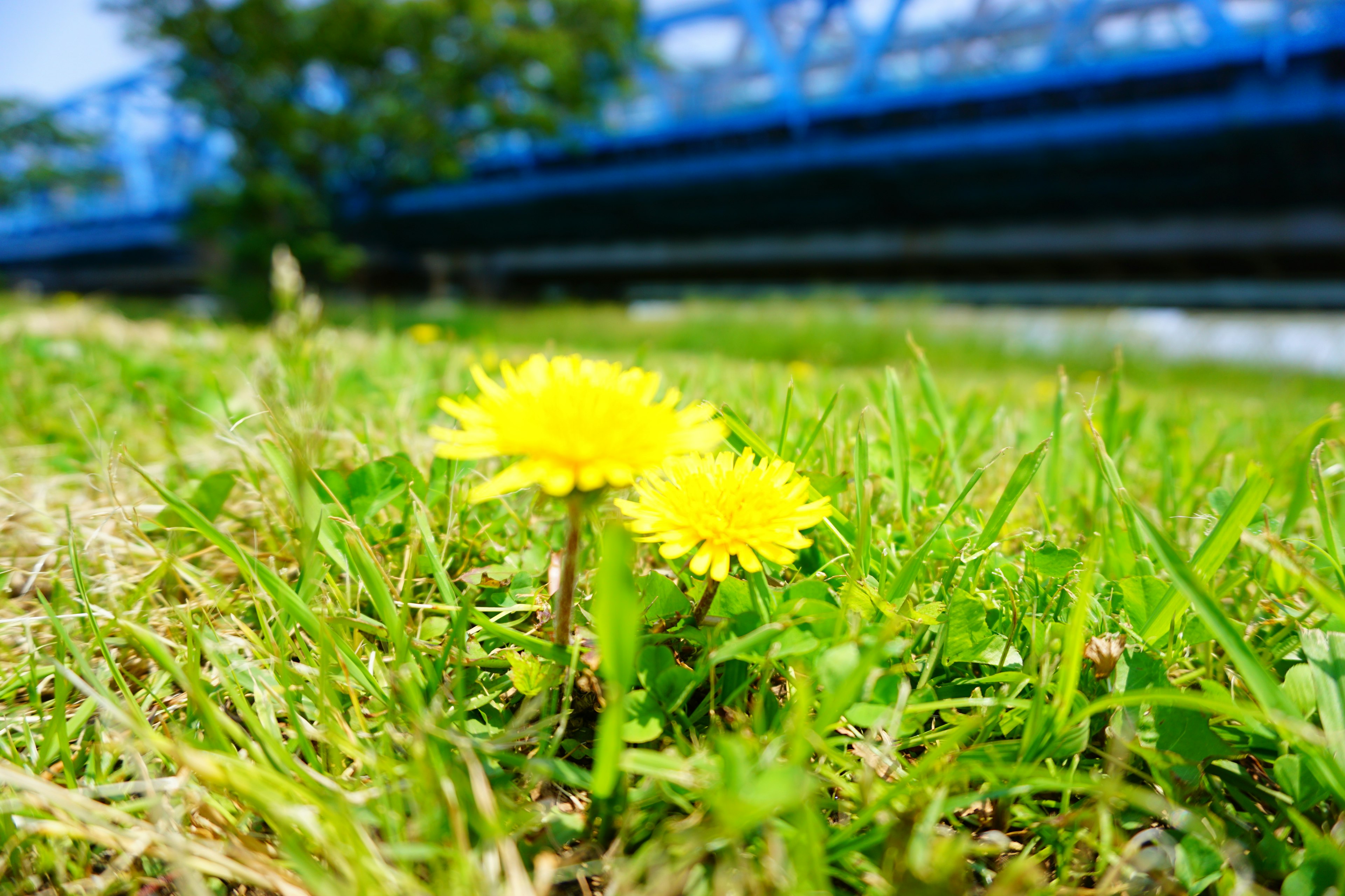 Gelbe Löwenzahnblüten blühen in der Nähe einer blauen Brücke