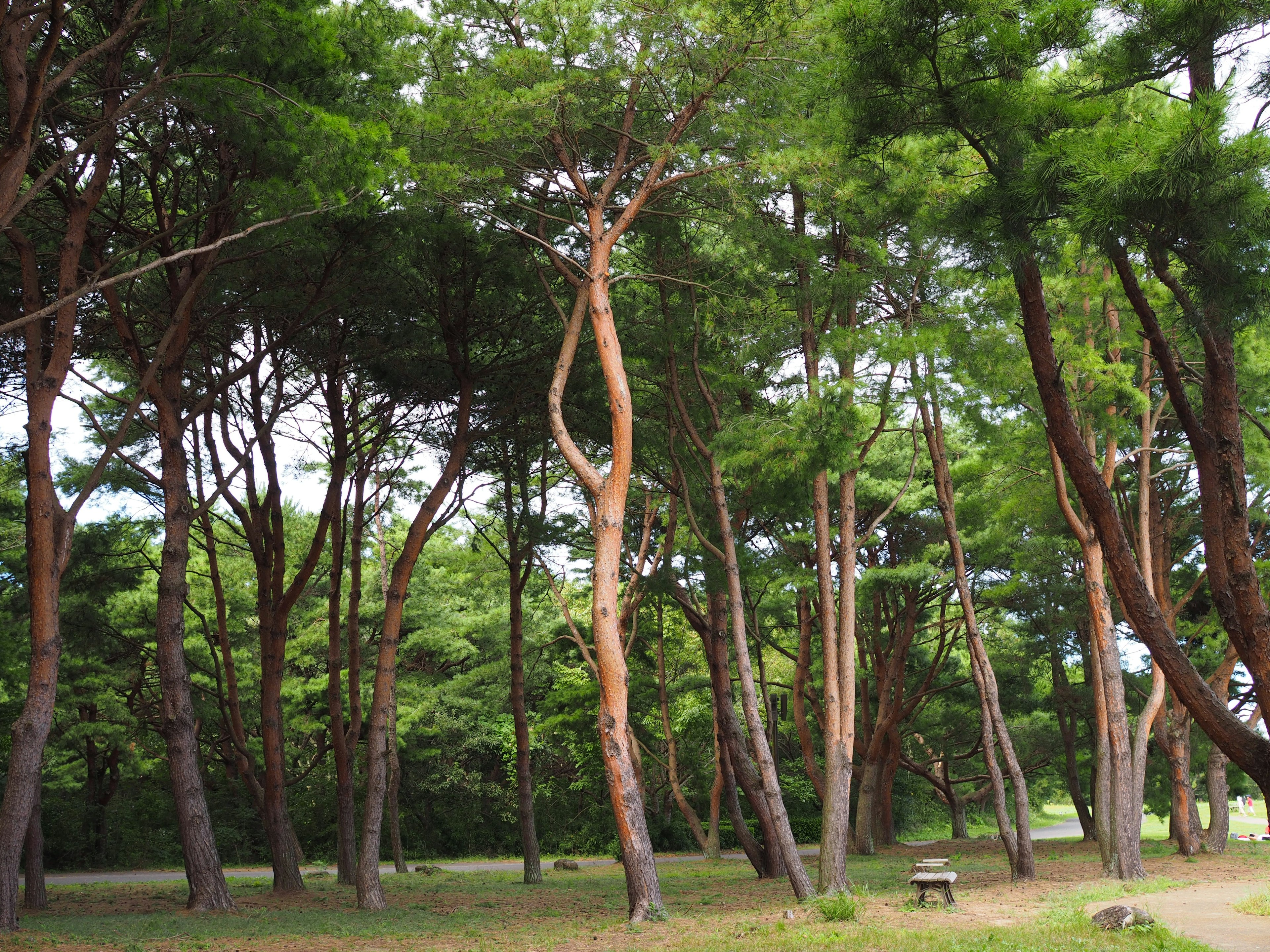 Un gruppo di alberi alti in una foresta verde con tronchi curvi e un ambiente naturale sereno