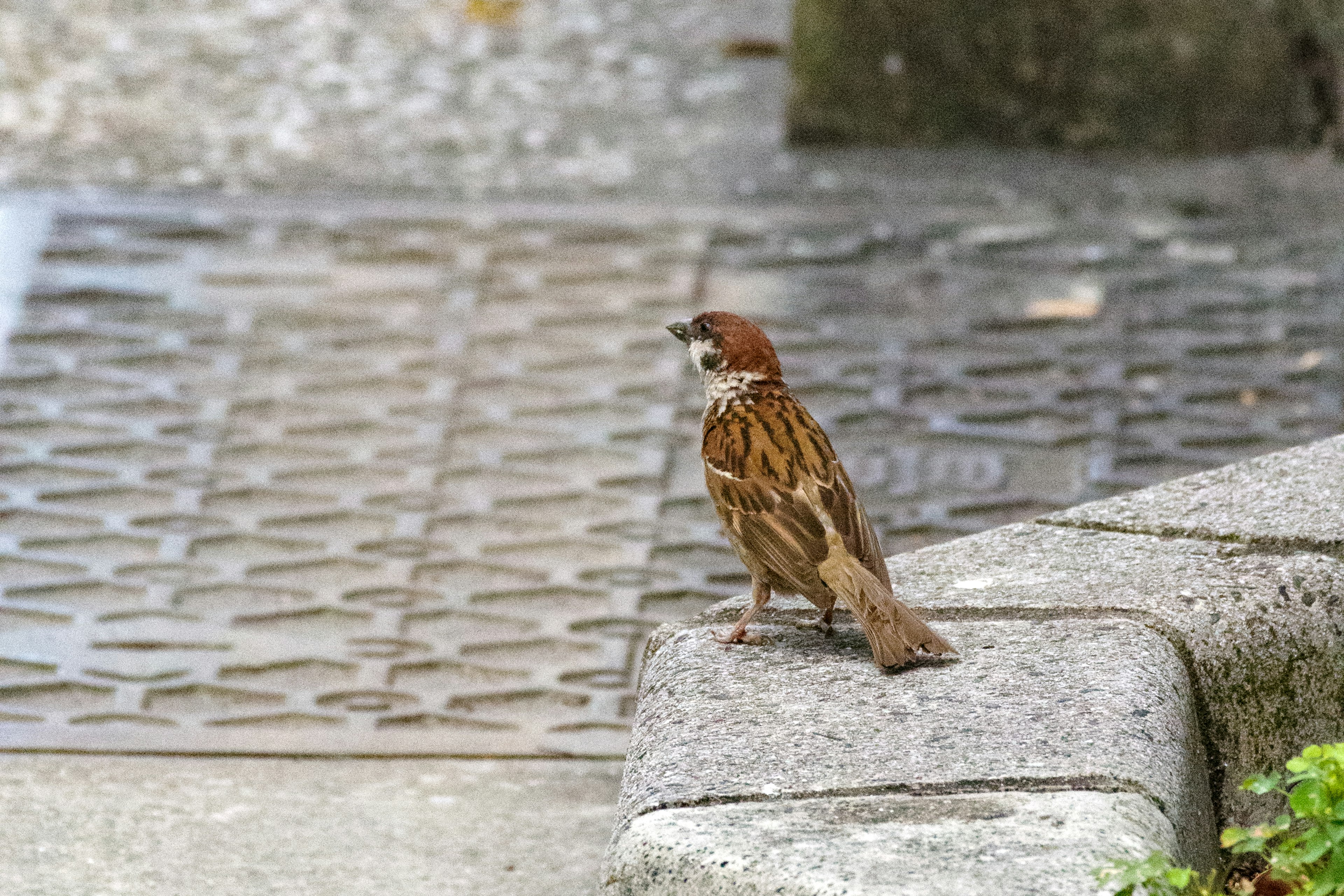 A brown sparrow standing on a pathway