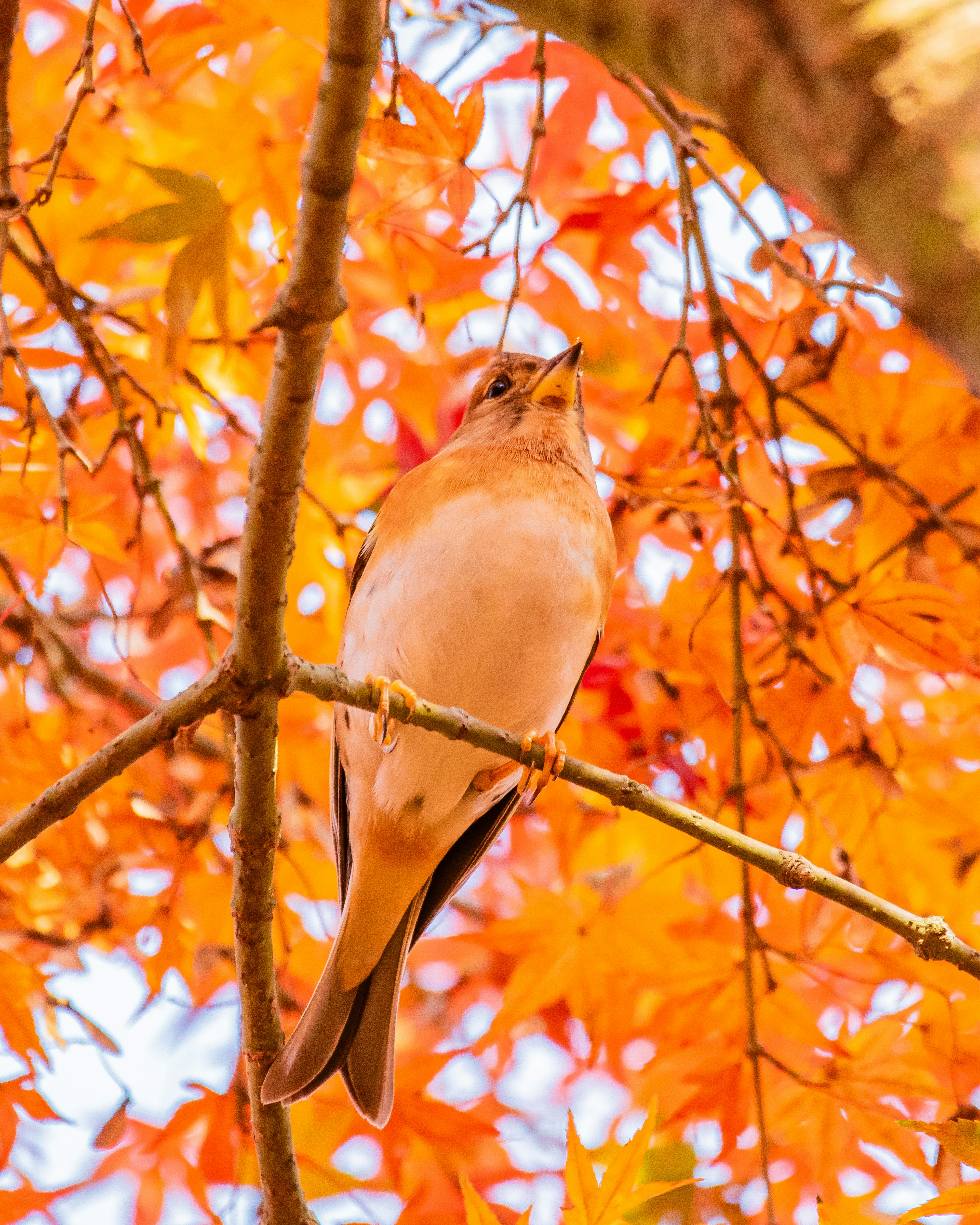 Gros plan d'un oiseau parmi des feuilles orange vives