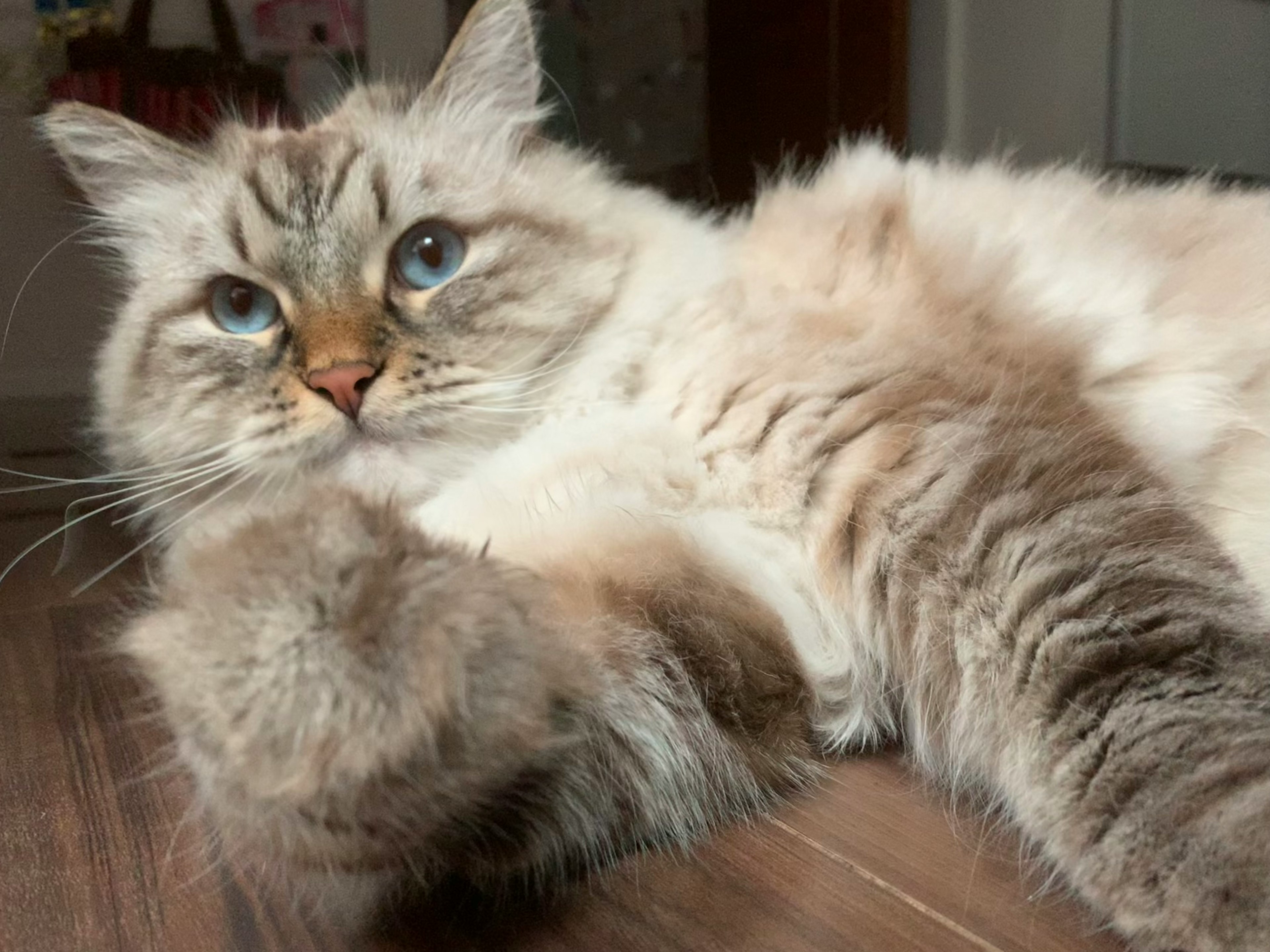 Seekor kucing Ragdoll dengan mata biru berbaring