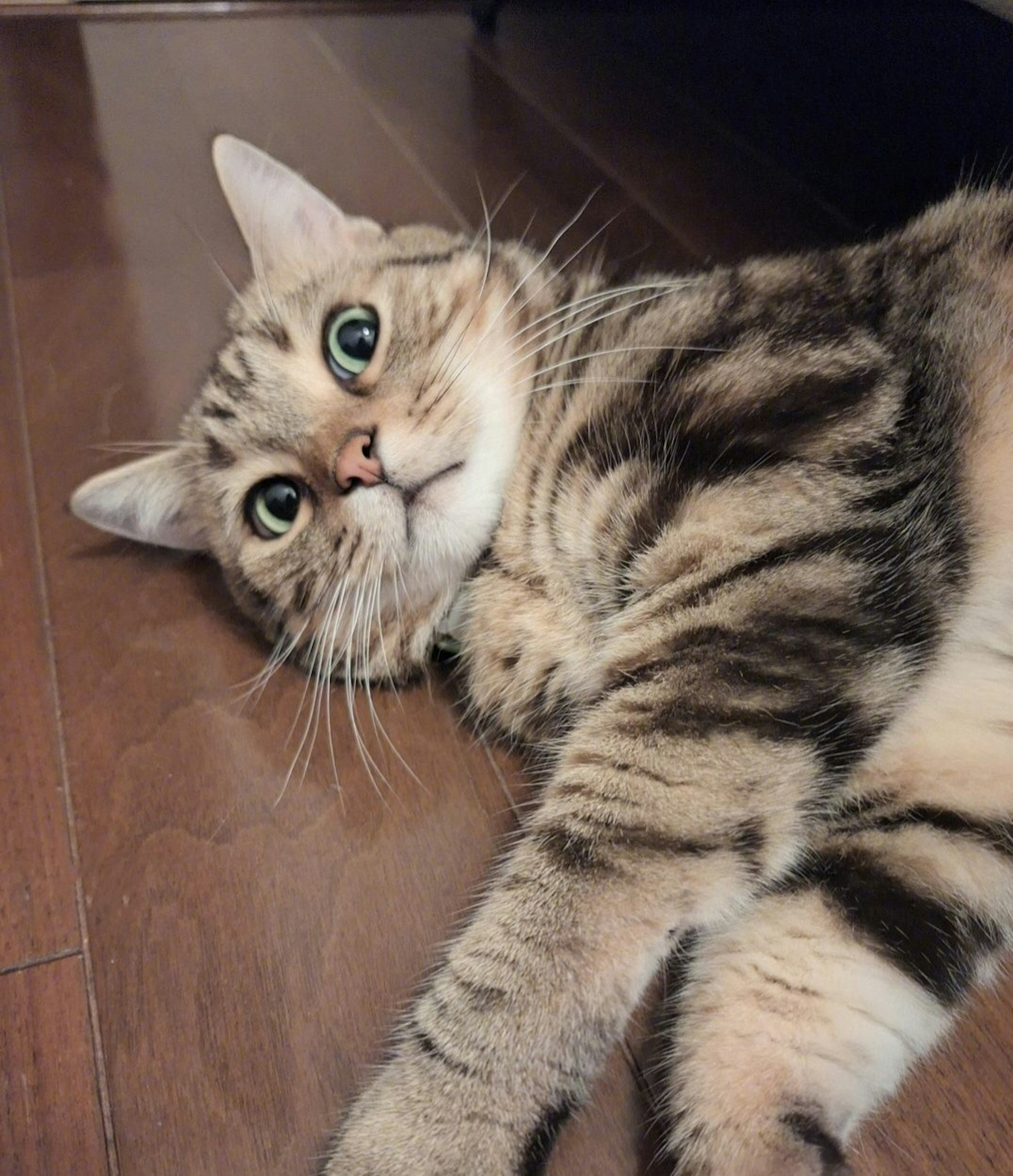 A striped brown cat lying on the floor