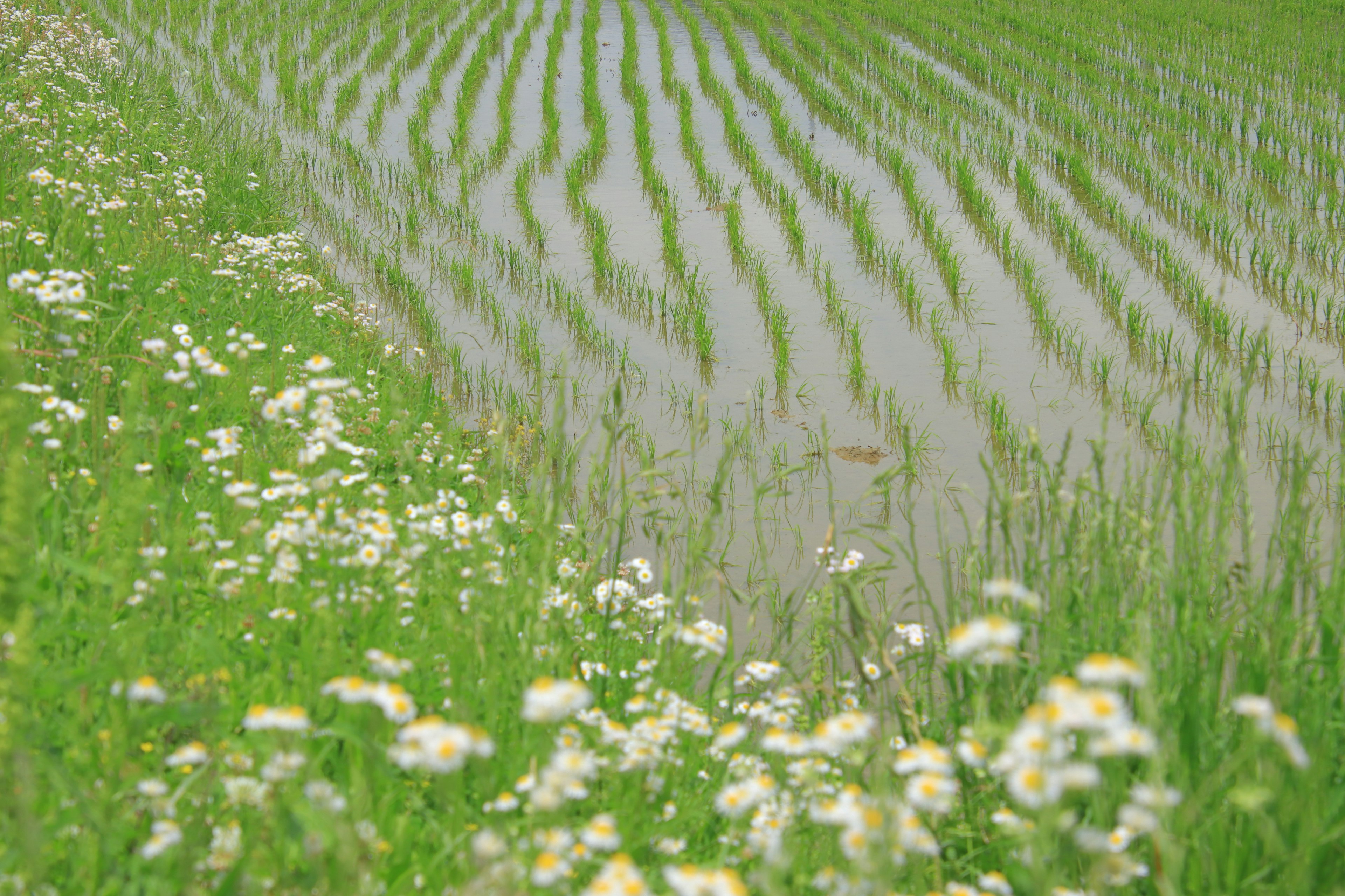 Lush green rice field with blooming white flowers visible Water reflecting rice rows