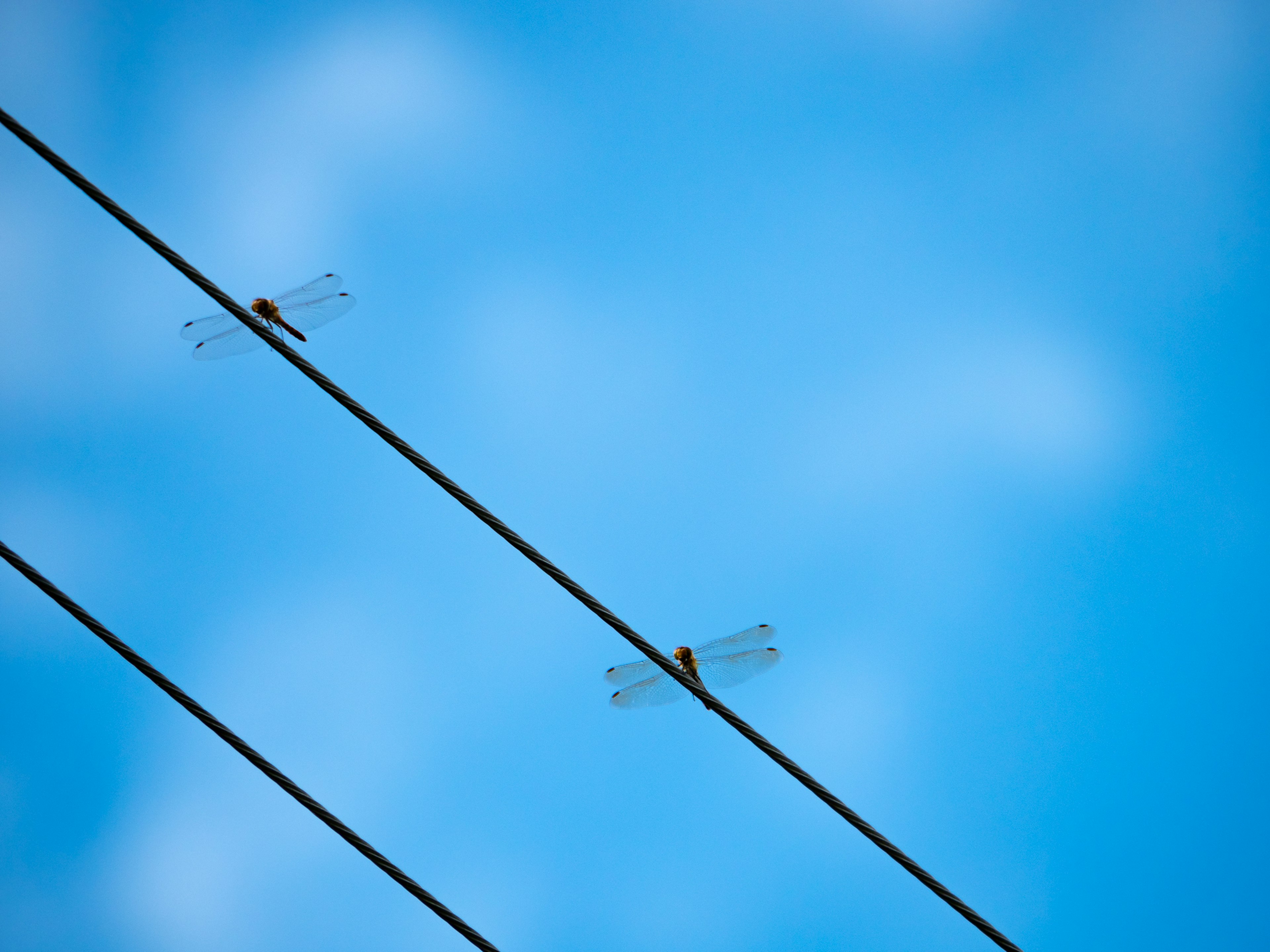 Zwei Libellen auf Stromleitungen vor einem blauen Himmel