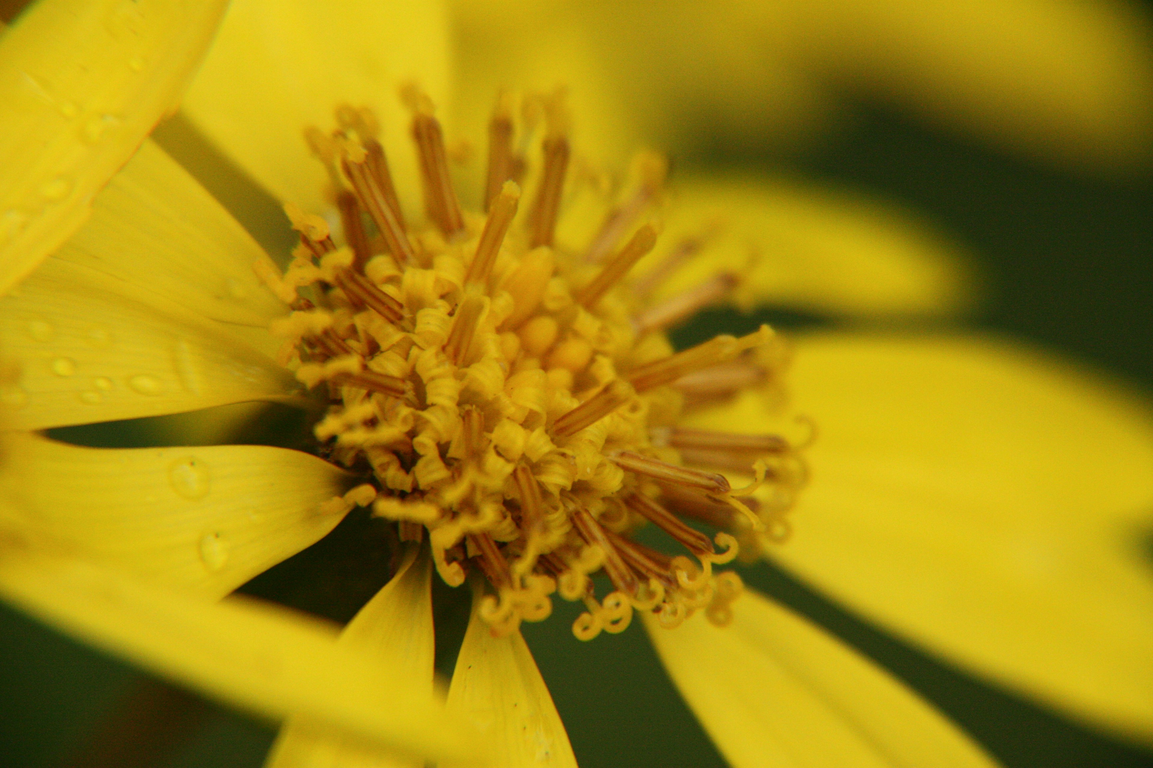 Close-up of a vibrant yellow flower featuring a prominent central stamen