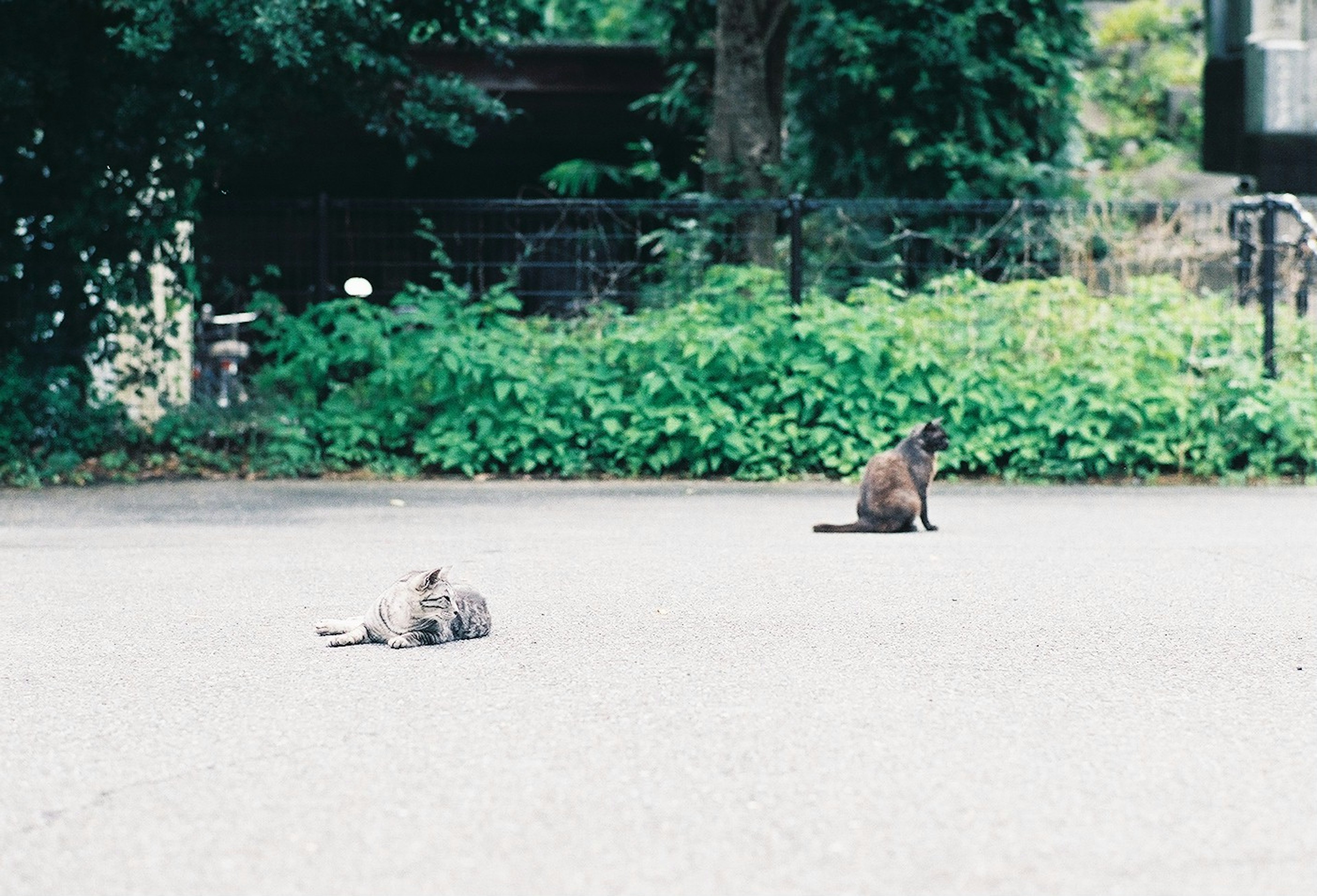 Eine Katze liegt auf dem Pflaster und eine andere Katze sitzt in der Nähe