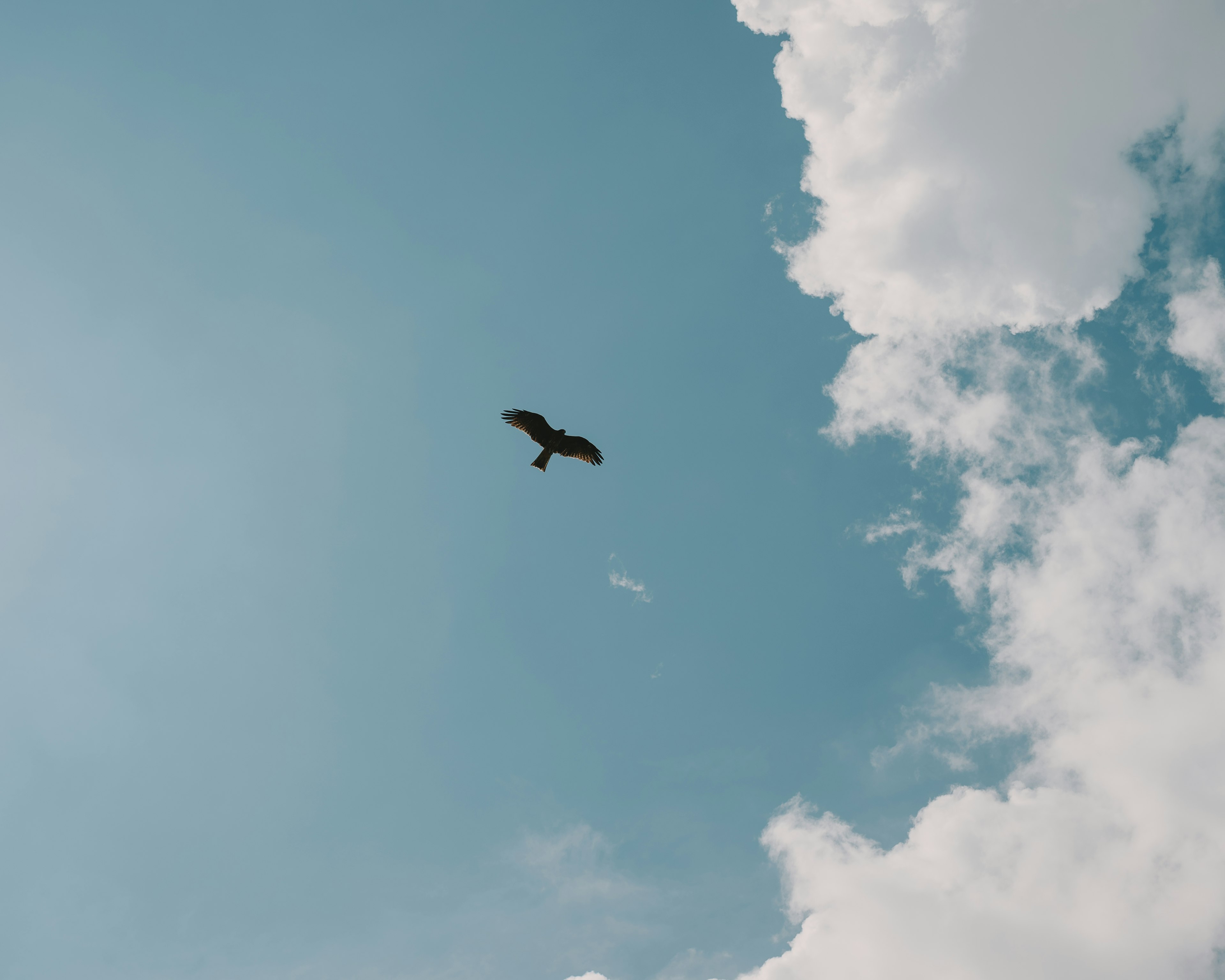 Vogel, der in einem blauen Himmel mit flauschigen weißen Wolken schwebt