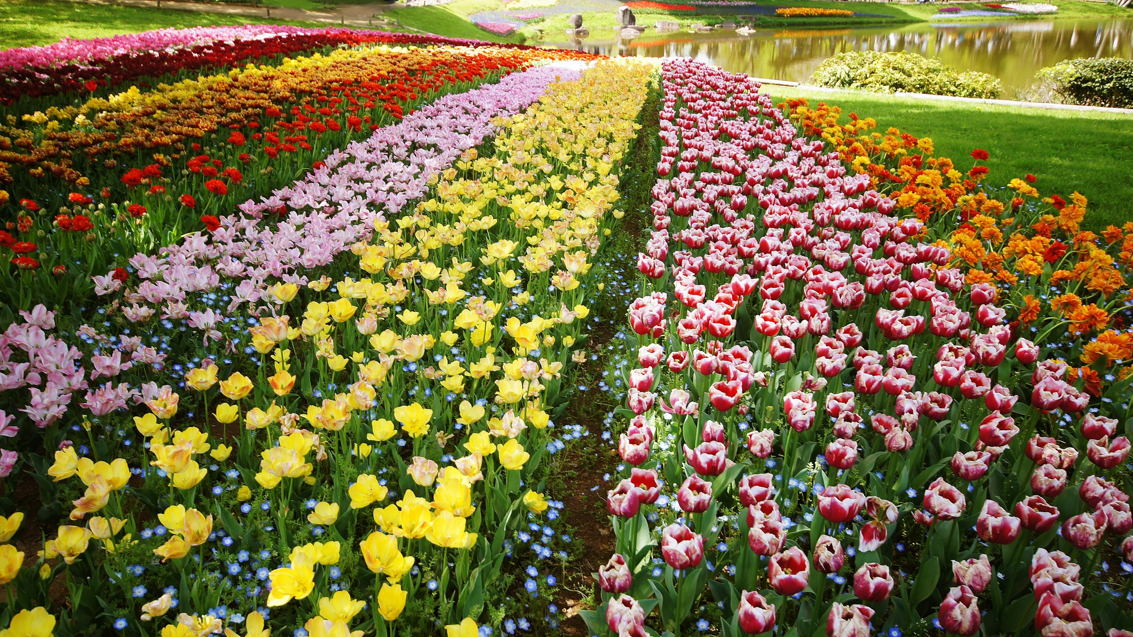 Ladang tulip yang berwarna-warni dengan barisan bunga berwarna