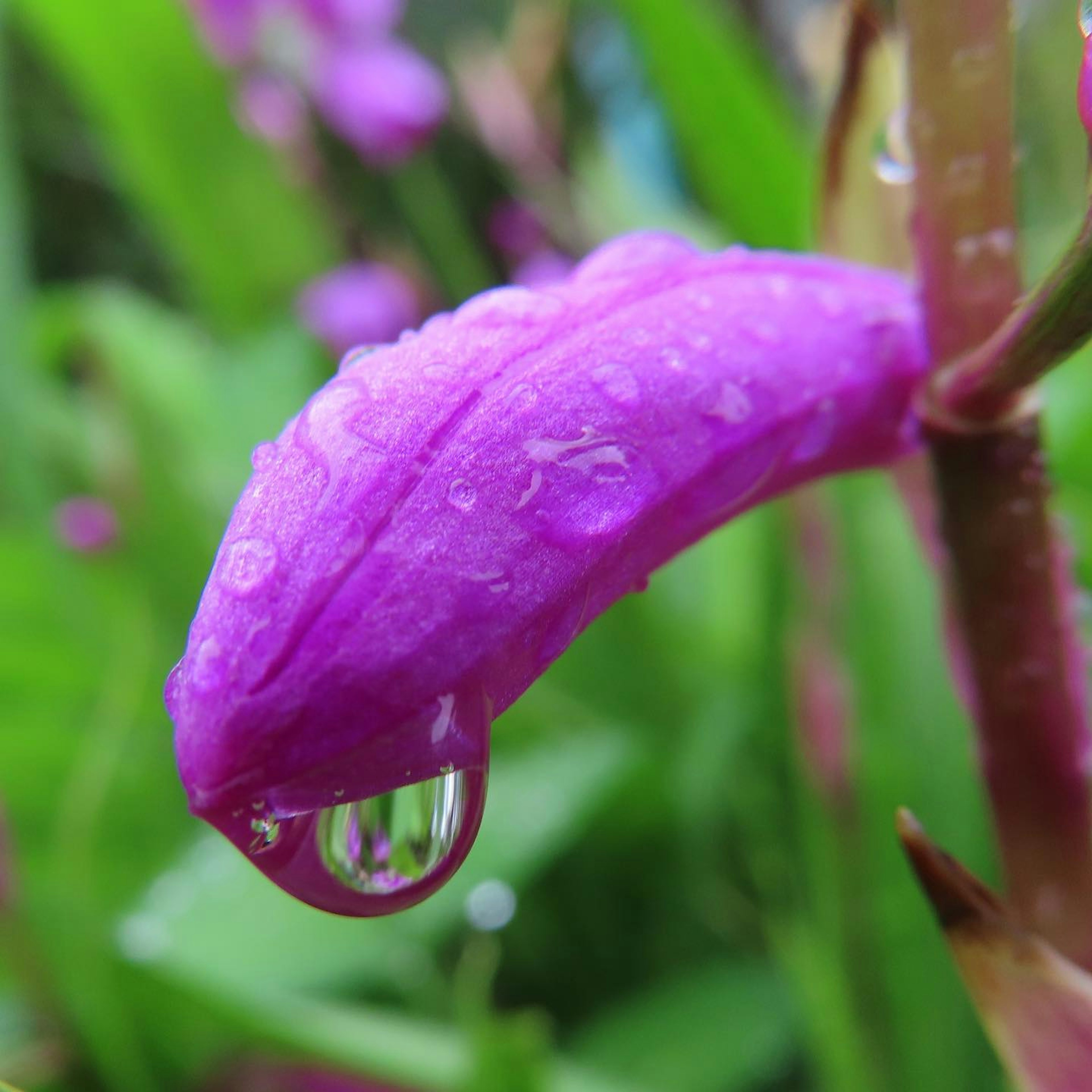 紫色の花びらに水滴が付いているクローズアップの画像