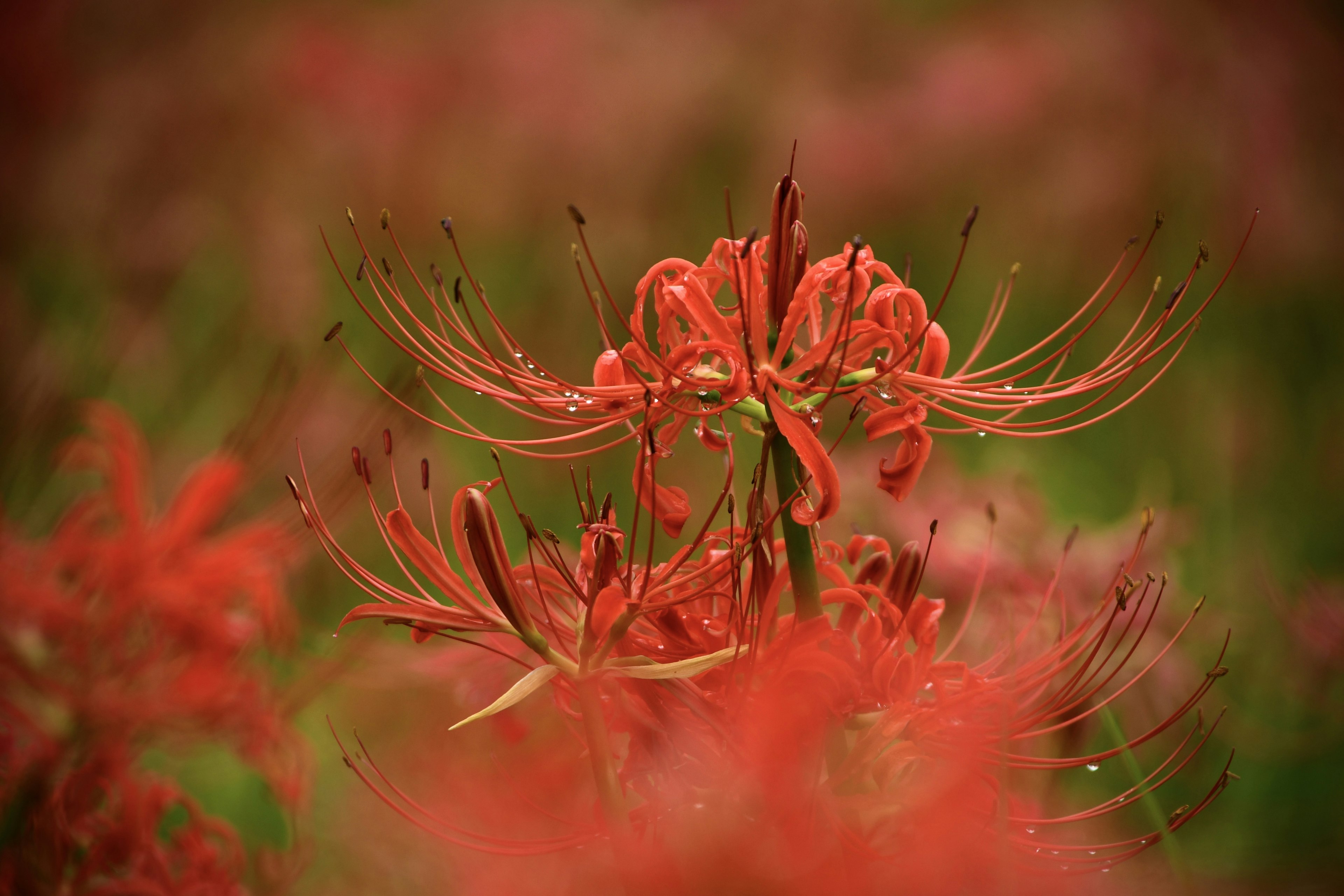 Image en gros plan de lys araignées rouges avec un arrière-plan flou de fleurs rouges