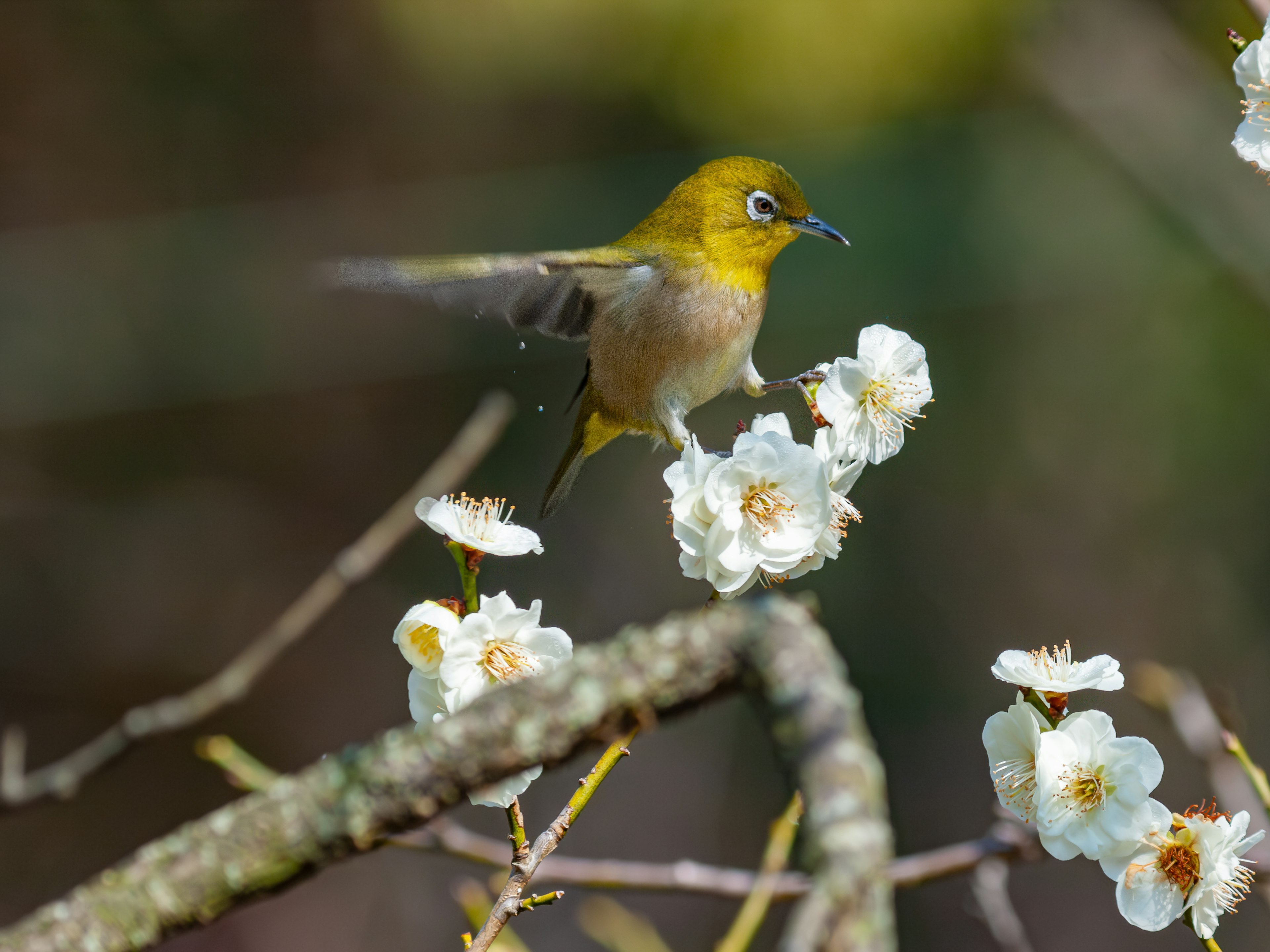 Un petit oiseau jaune perché sur des fleurs blanches