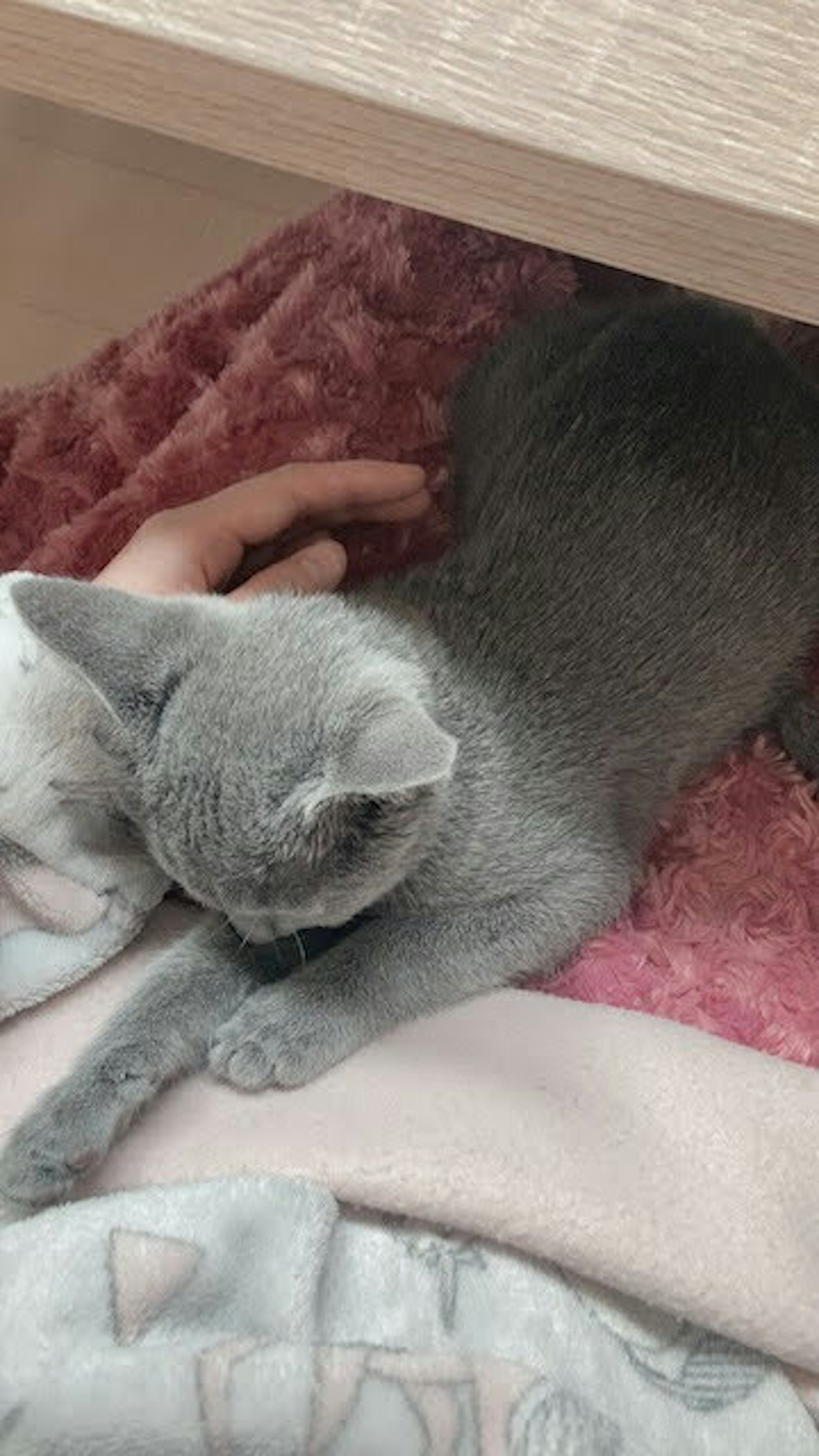 Gatto grigio che dorme su una coperta