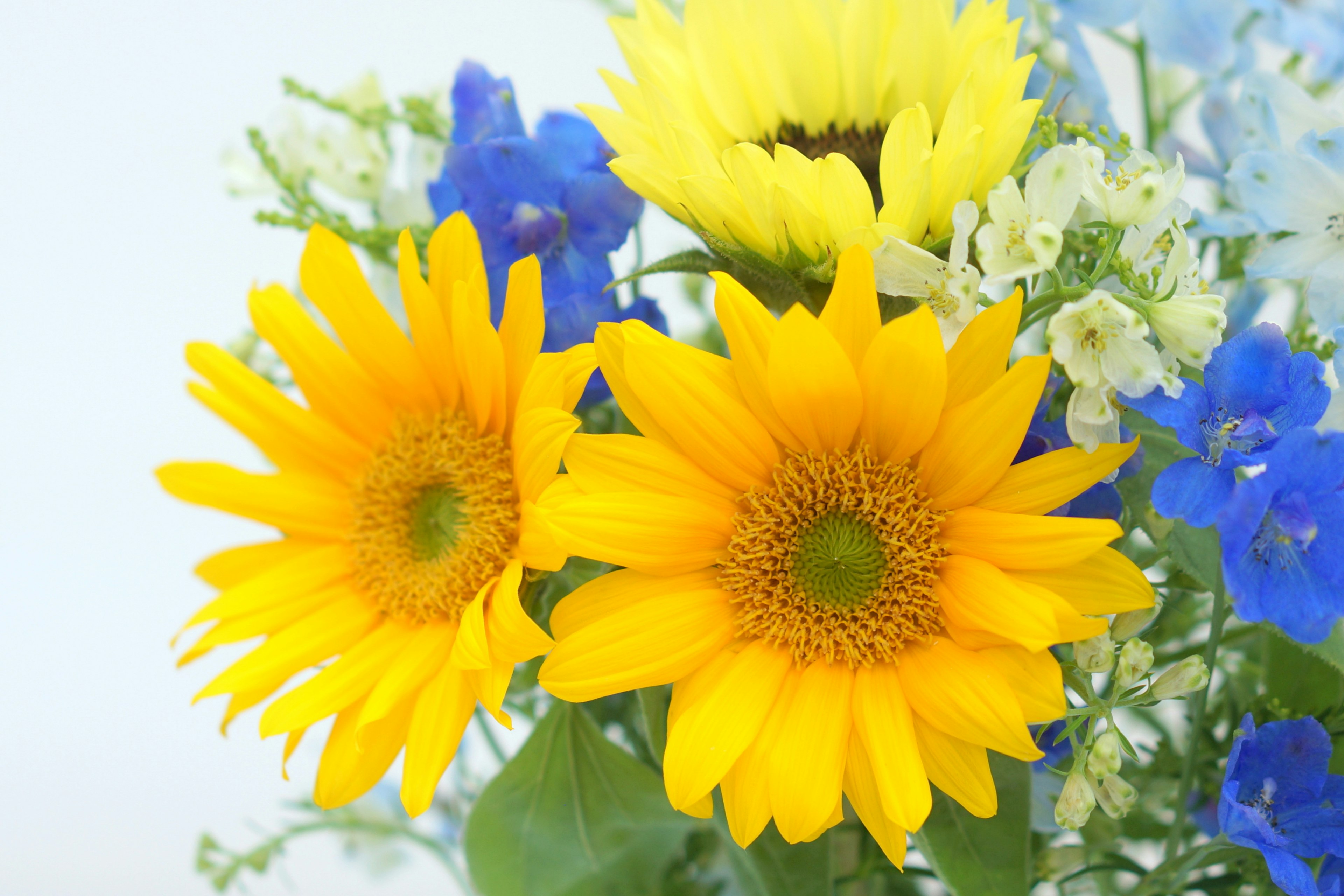 Un mazzo con girasoli gialli vivaci e delphinium blu